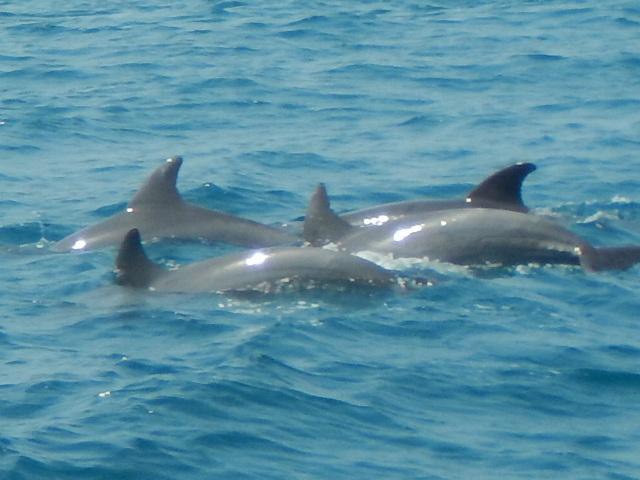 Delfin mular del océano índico
