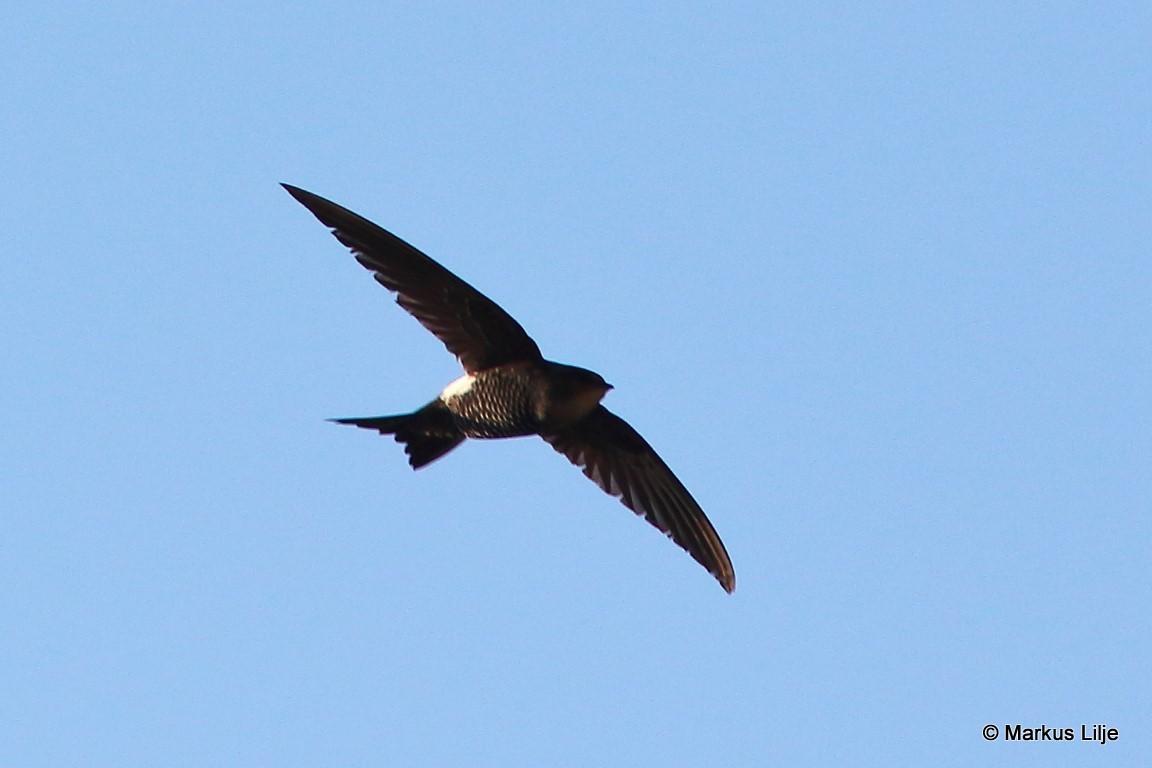 Vencejo de Blyth