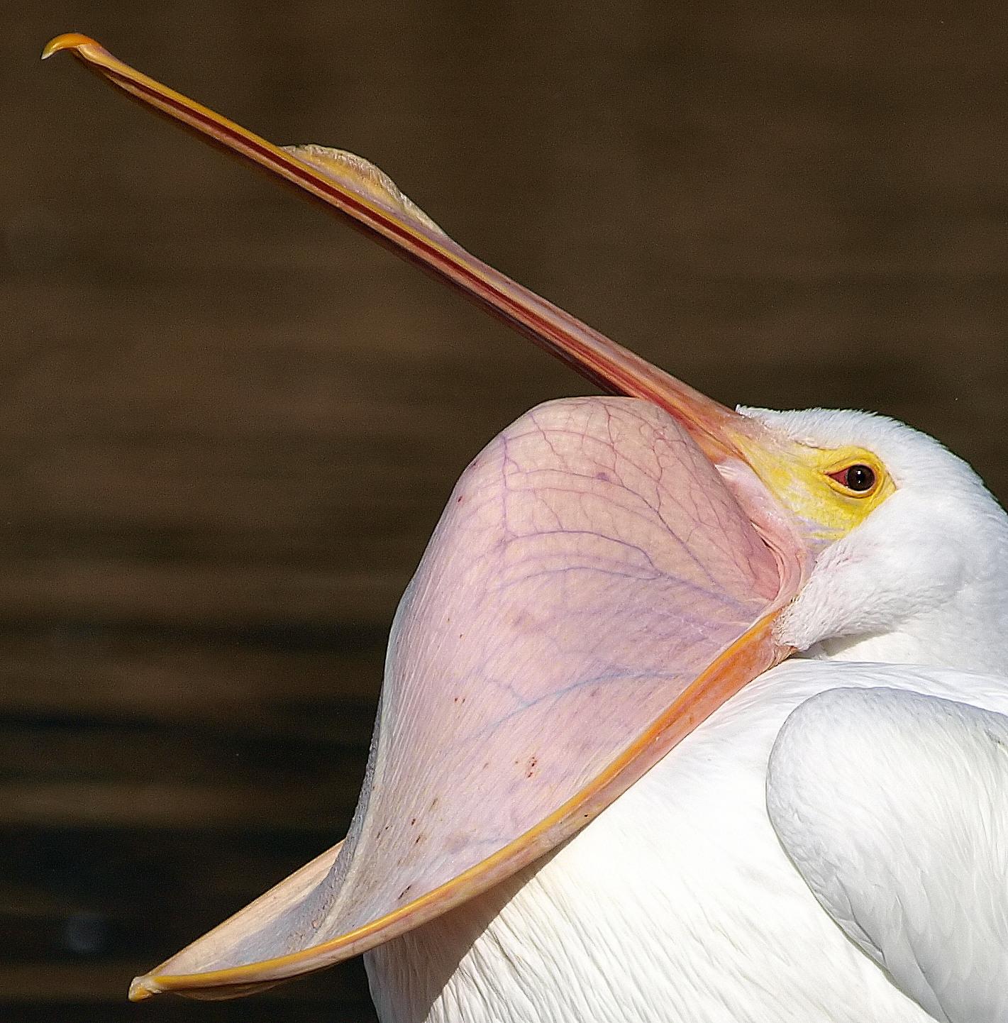 Pelícanos, garzas, ibis y parientes