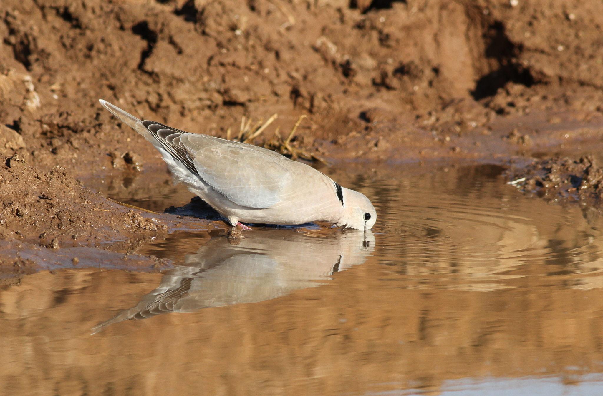 Cape Turtle Dove