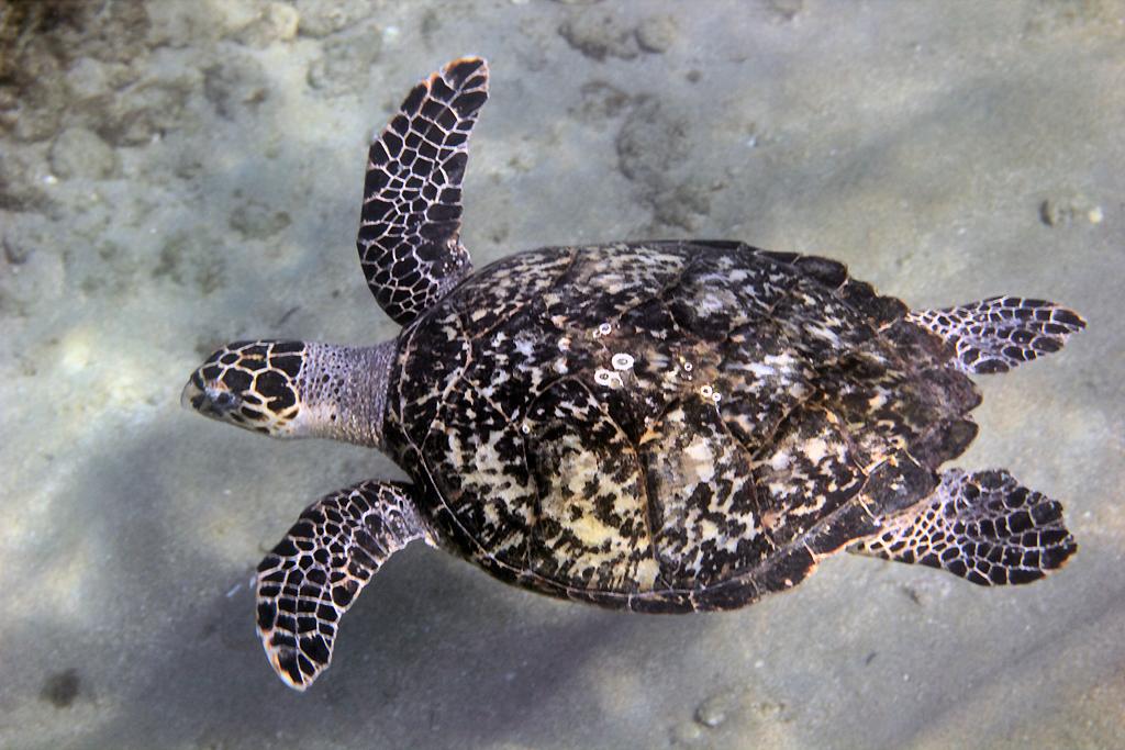 Tortuga carey