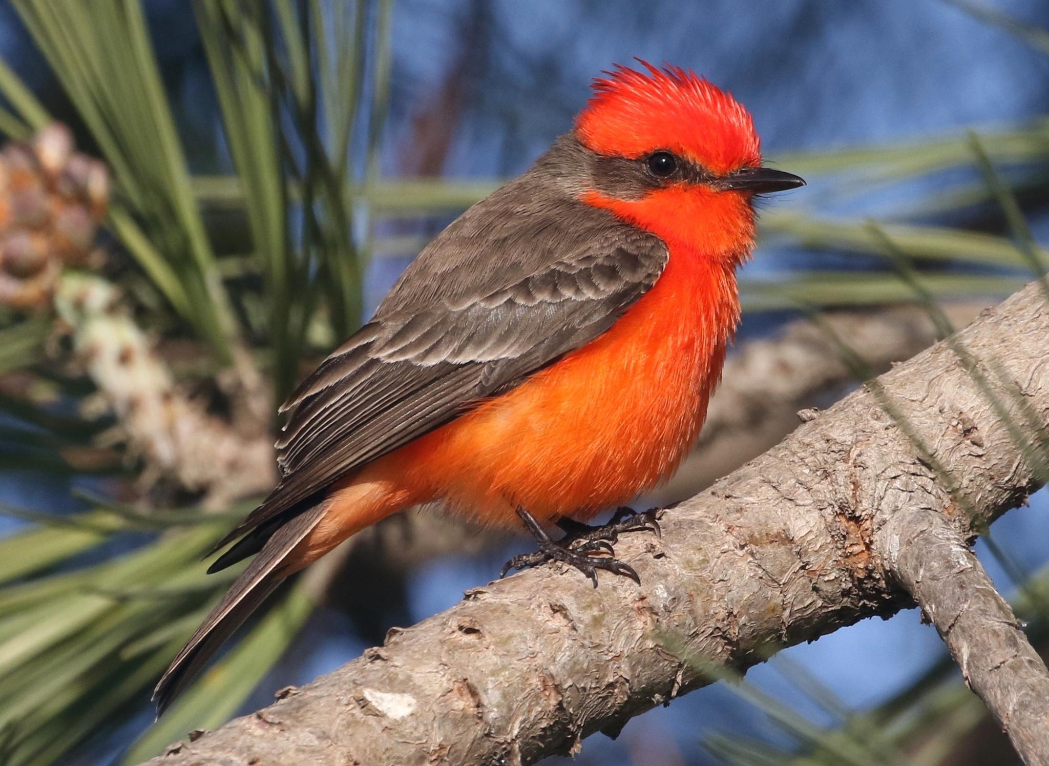 Vermilion Flycatcher