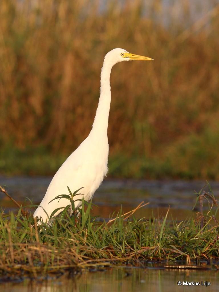Yellow-billed Egret