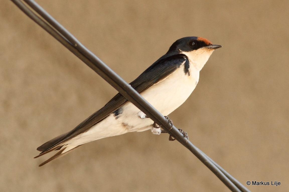 Golondrina Etiópica