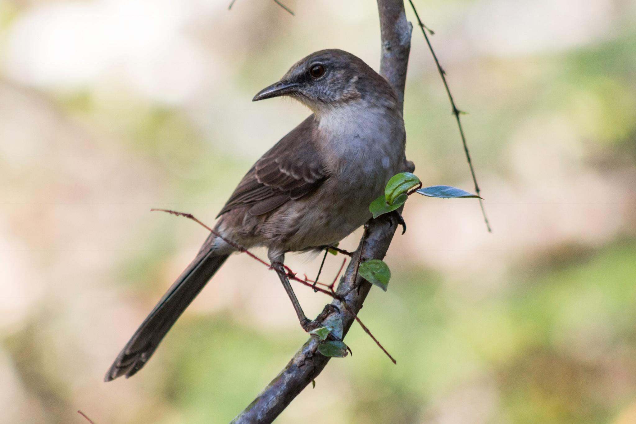 Socorro Mockingbird
