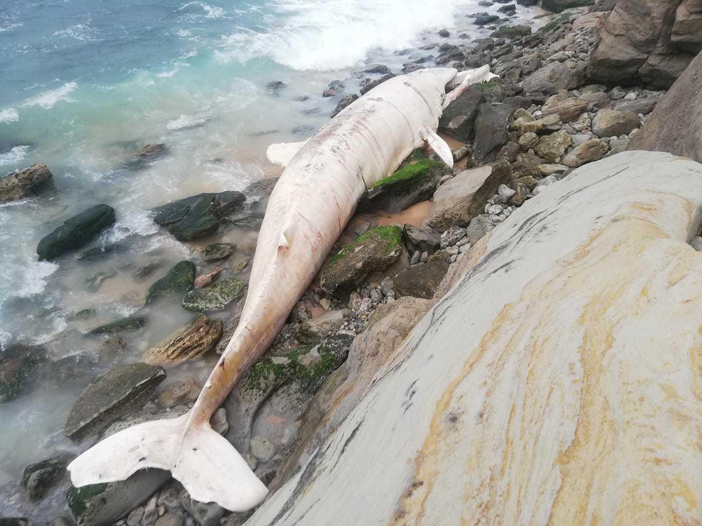Ballena de aleta