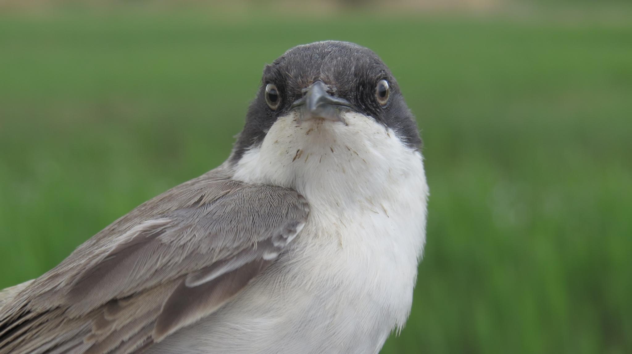Eastern Orphean Warbler