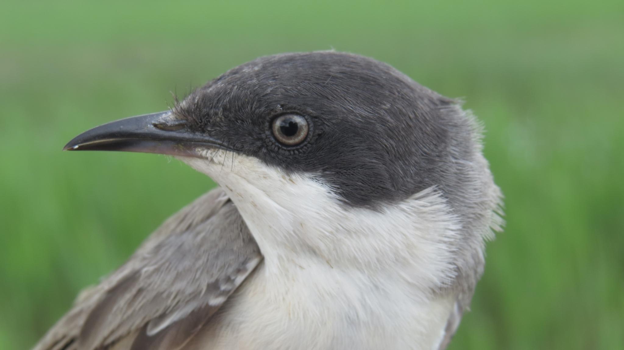 Eastern Orphean Warbler