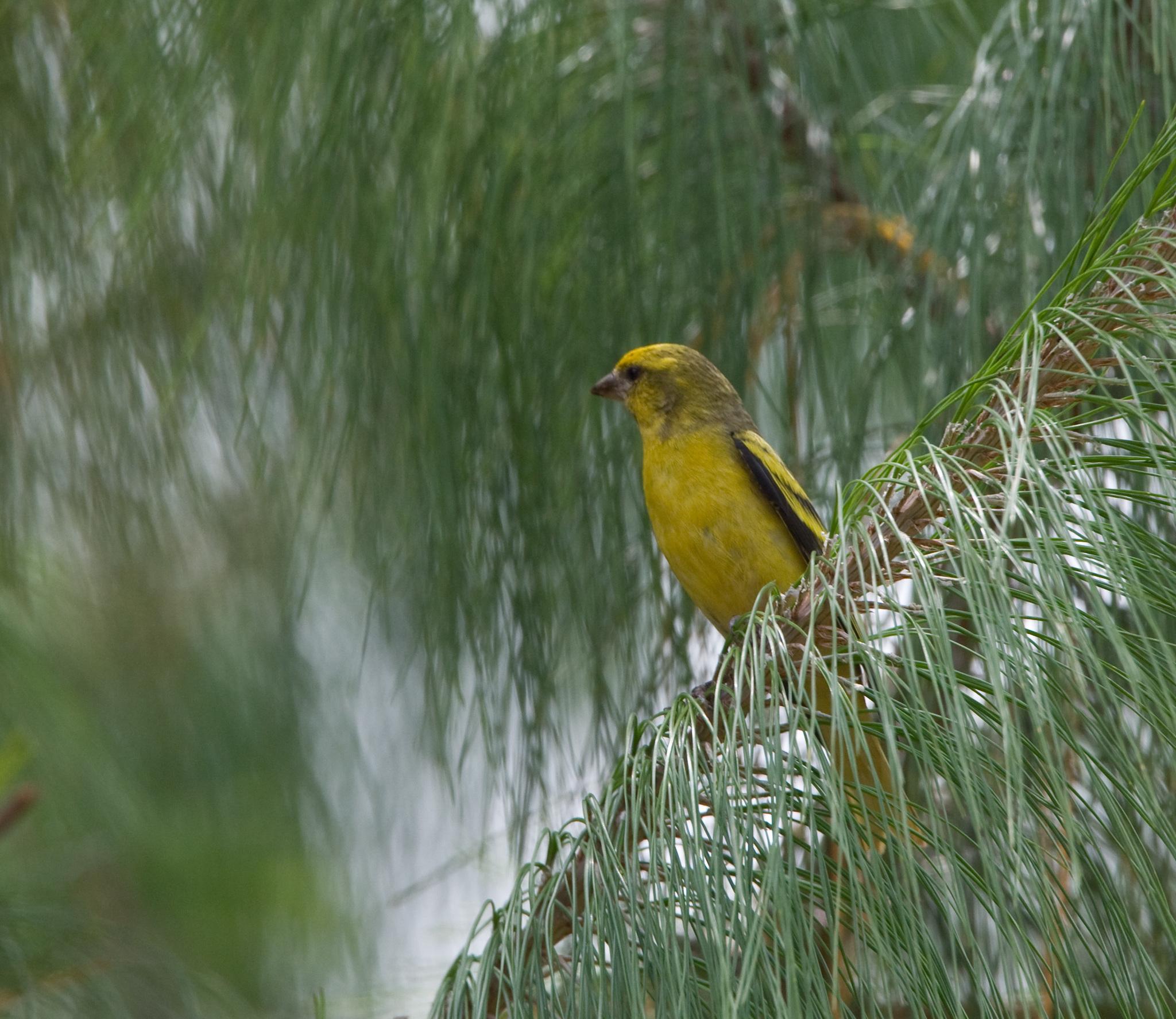 Yellow-crowned Canary
