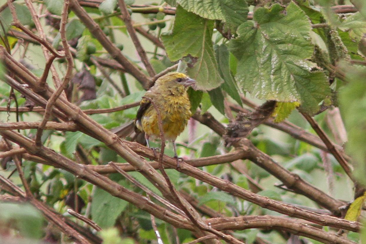 Yellow-crowned Canary