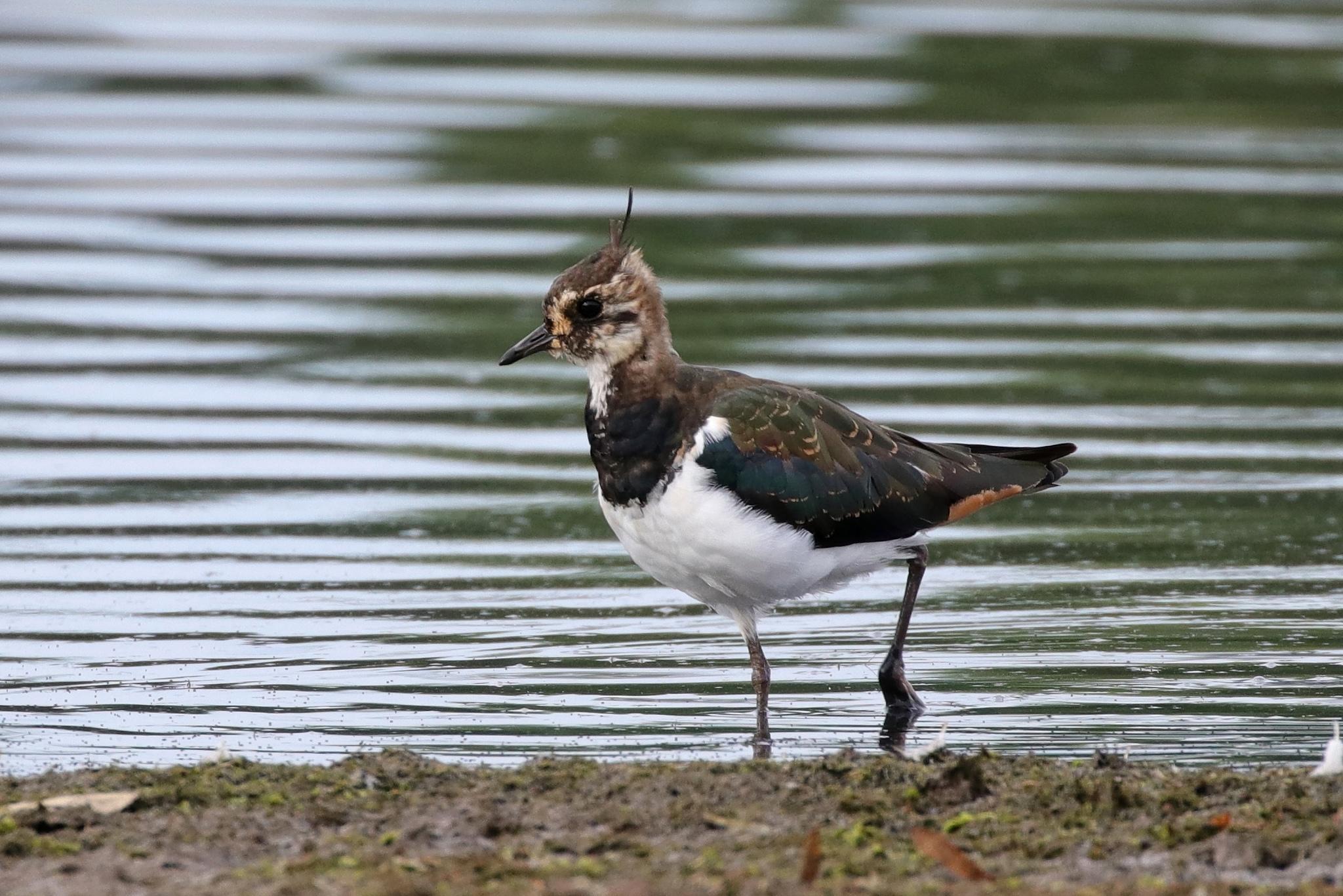 Avefría europea