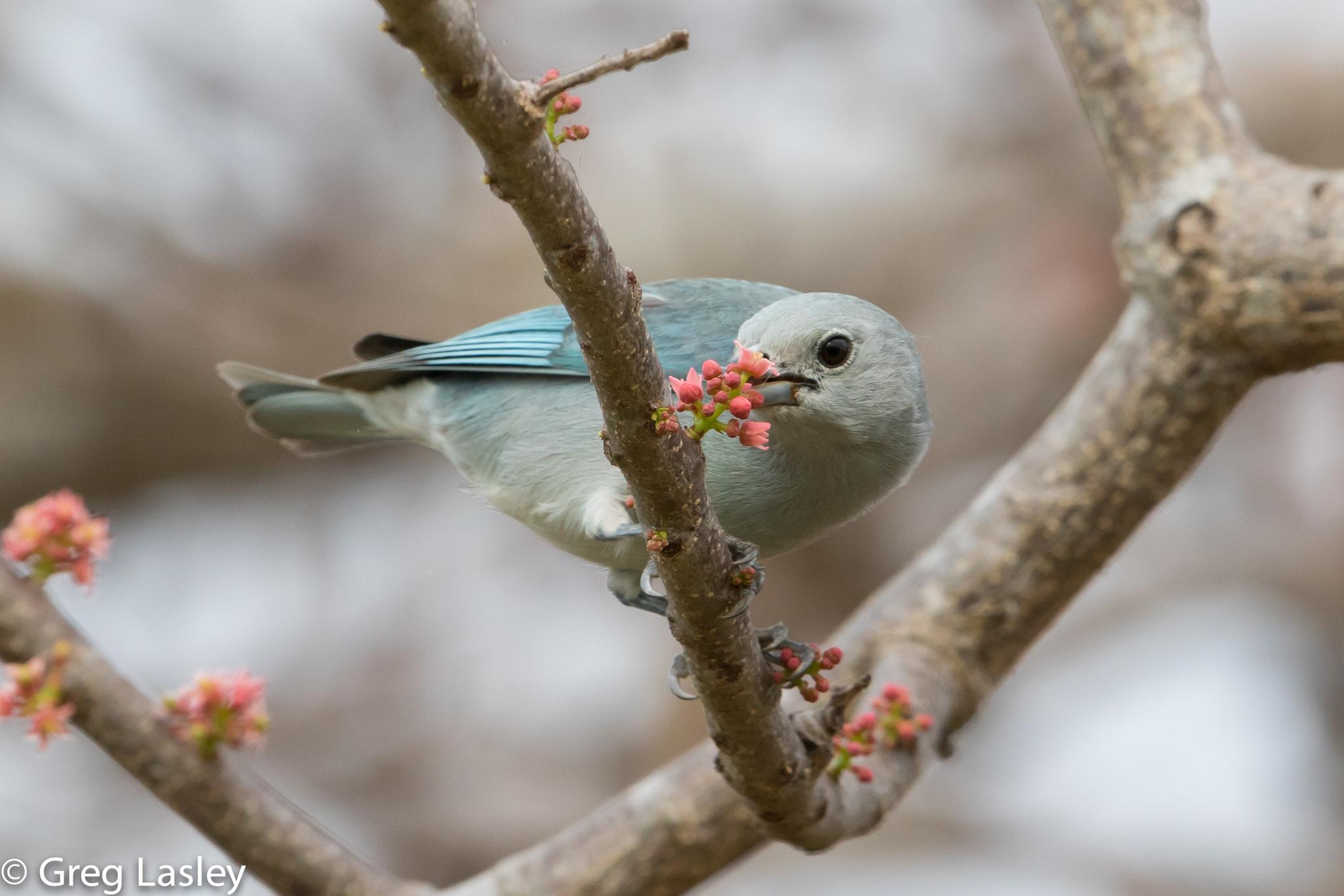 Sayaca Tanager