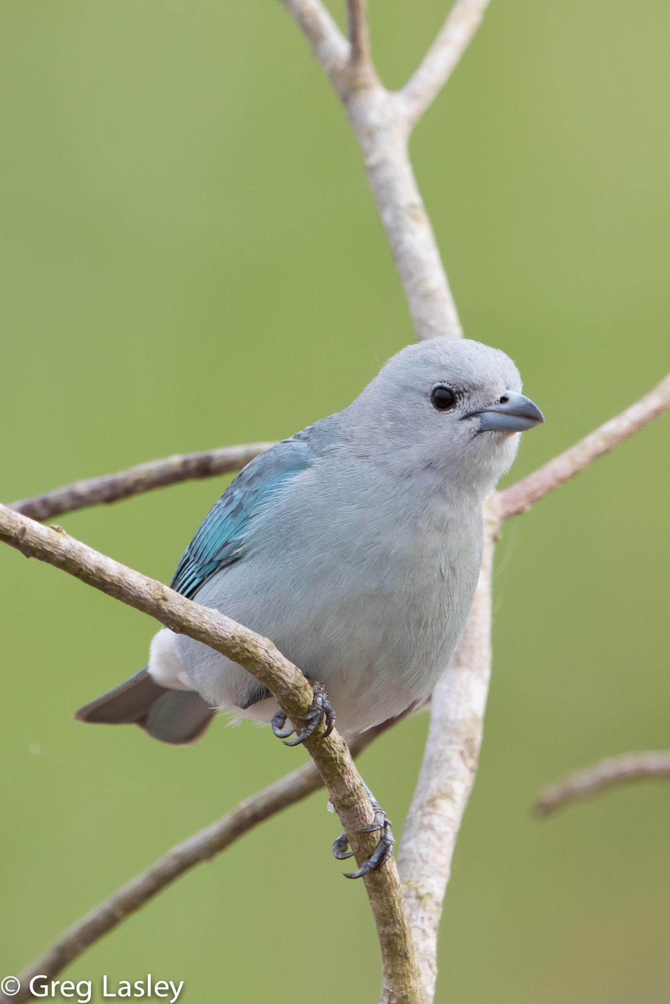 Sayaca Tanager