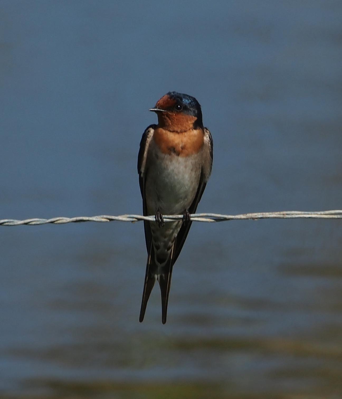 Golondrina australiana