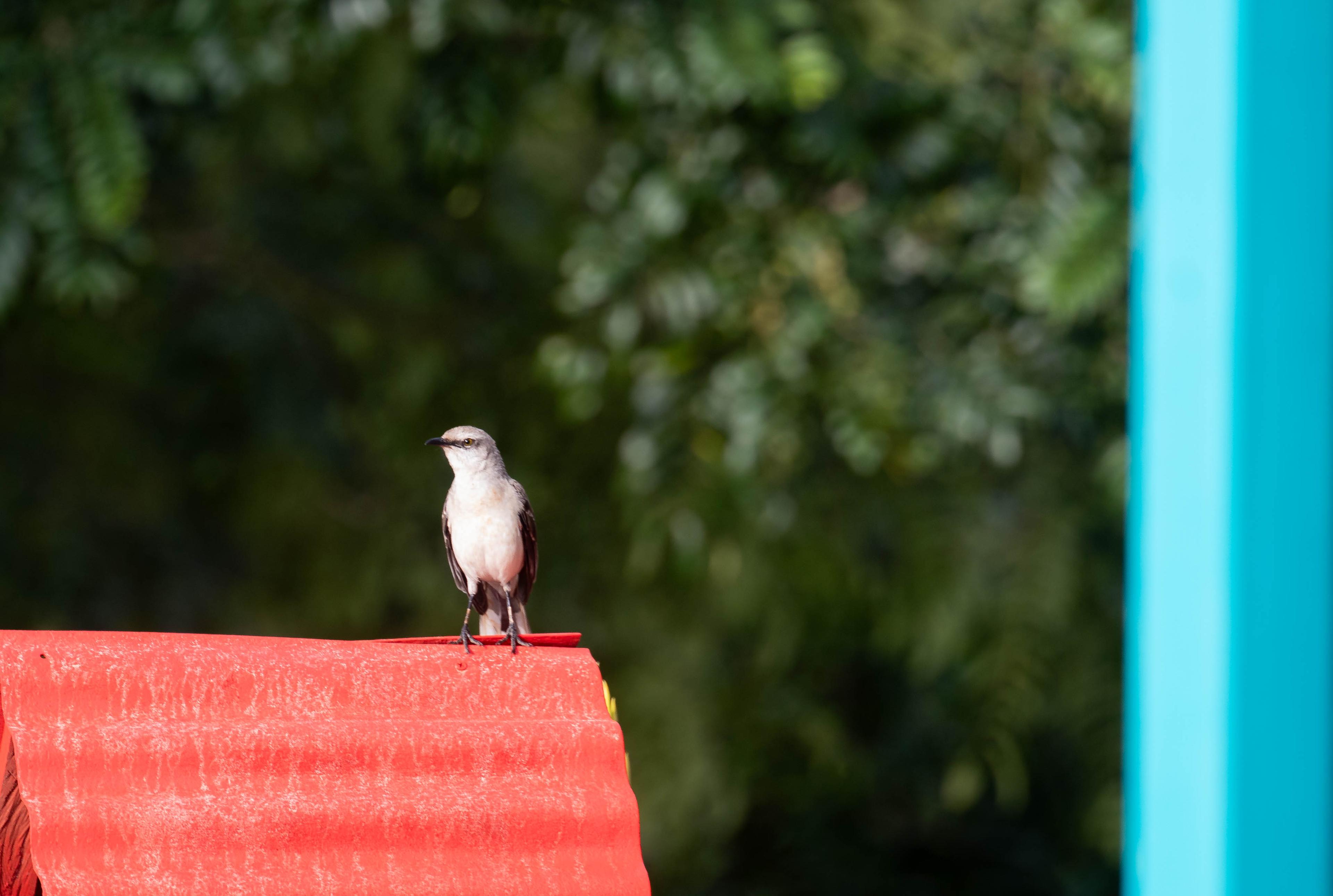 Birdwatching en el Eje Cafetero: 10 días entre bosques nublados y páramos