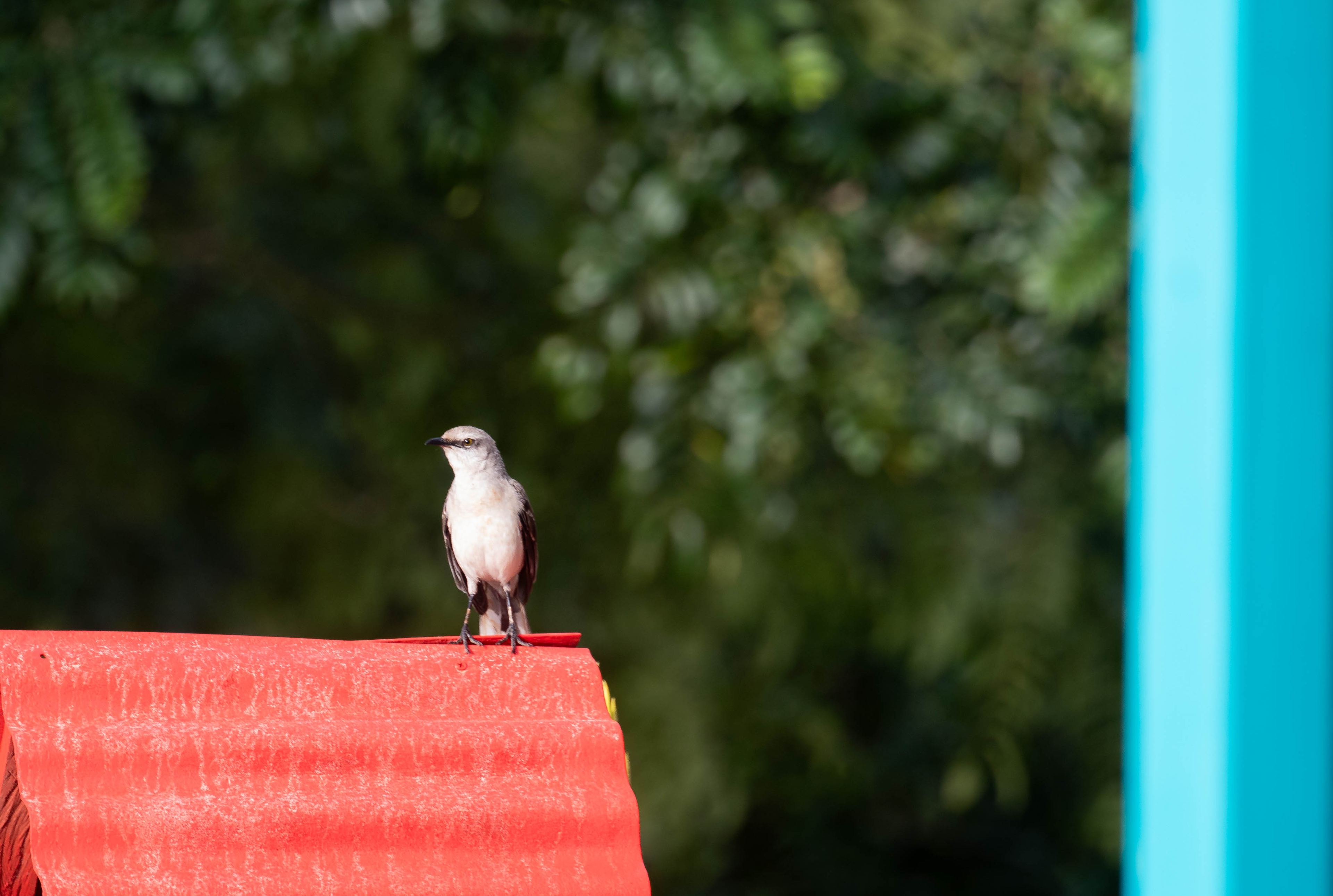 Birdwatching en el Eje Cafetero: 10 días entre bosques nublados y páramos