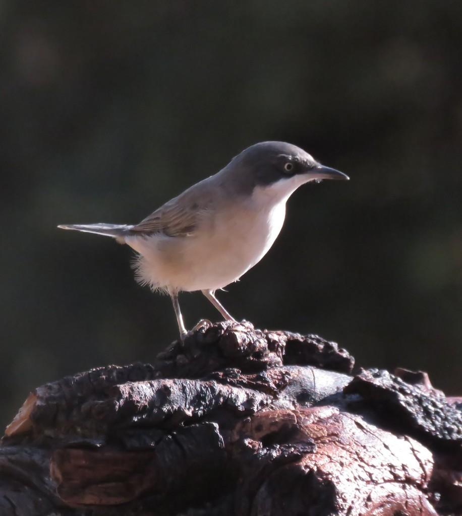 Western Orphean Warbler