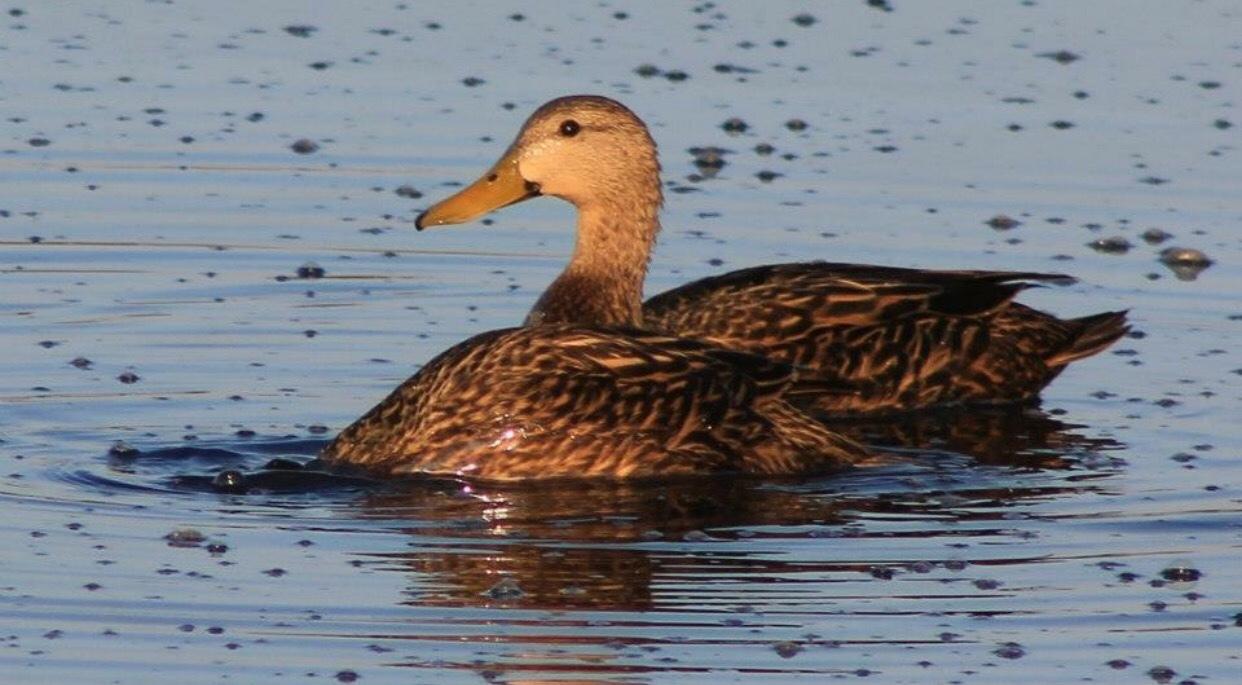 Pato tejano
