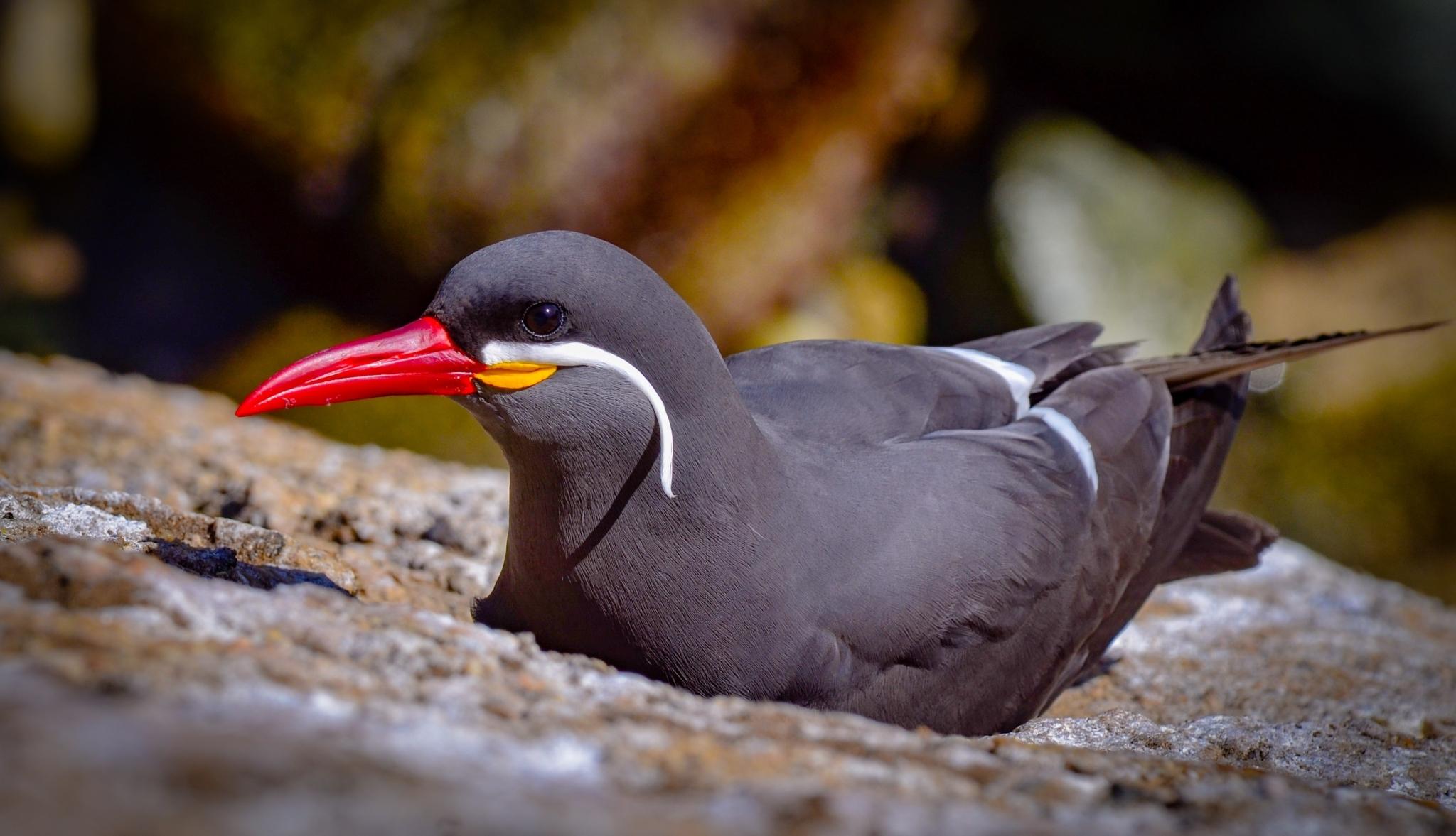 Aves