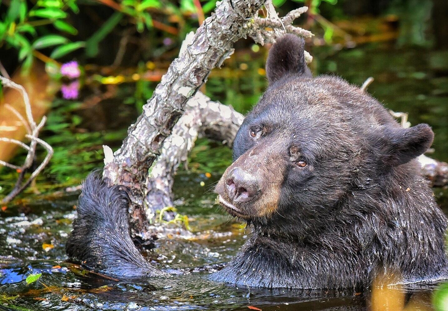 Oso negro americano