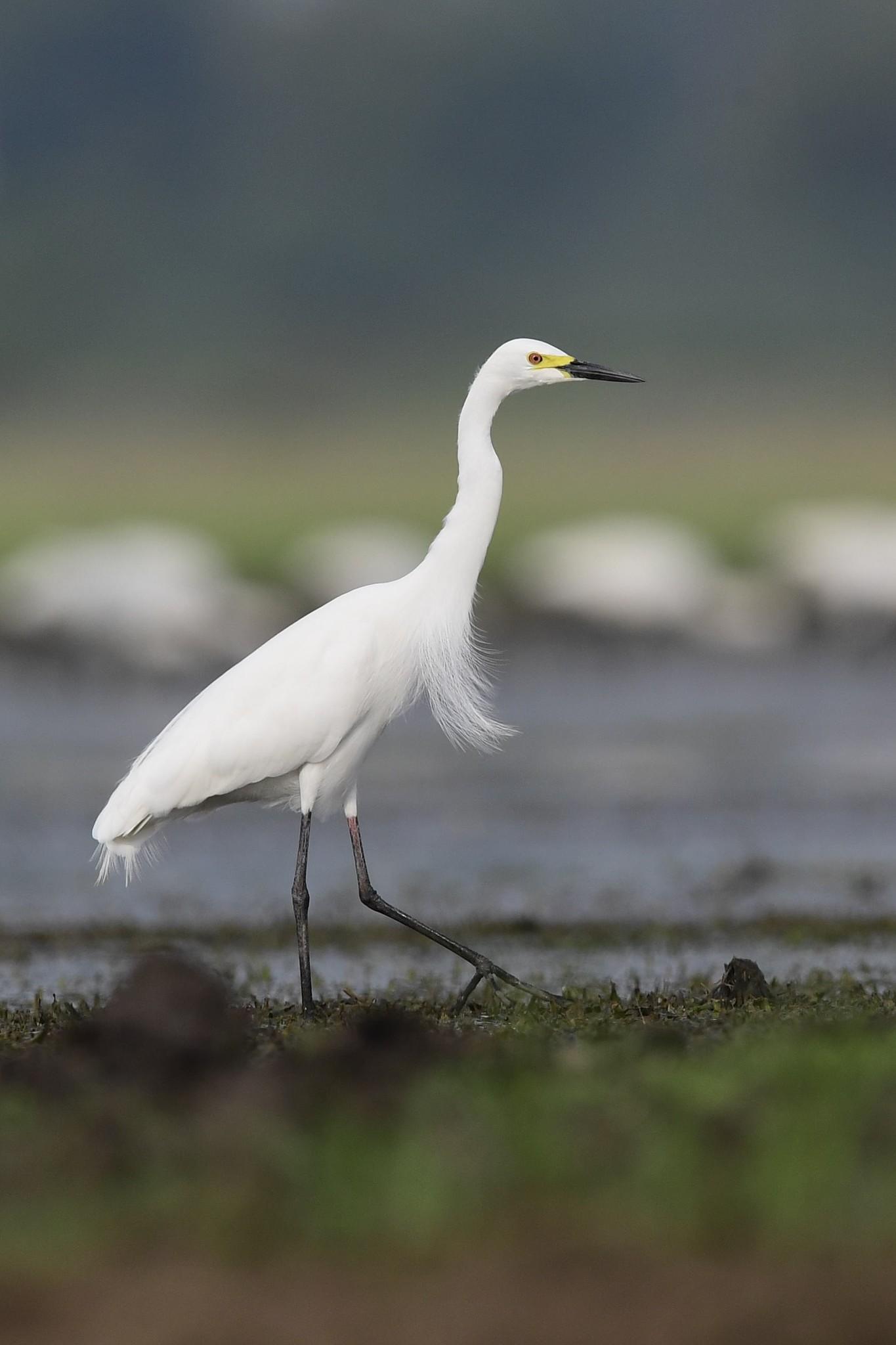 Medium Egret