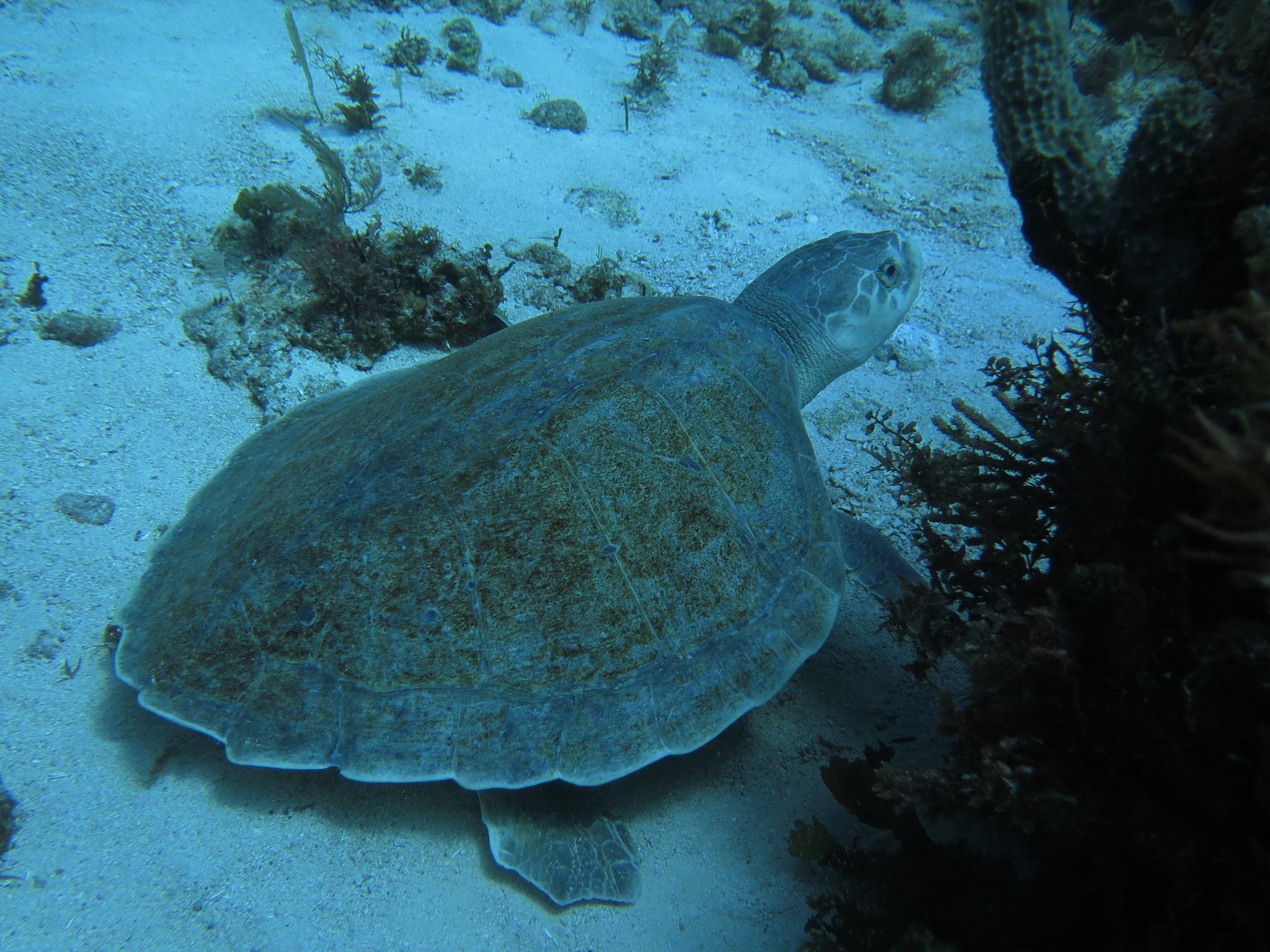 Tortuga lora