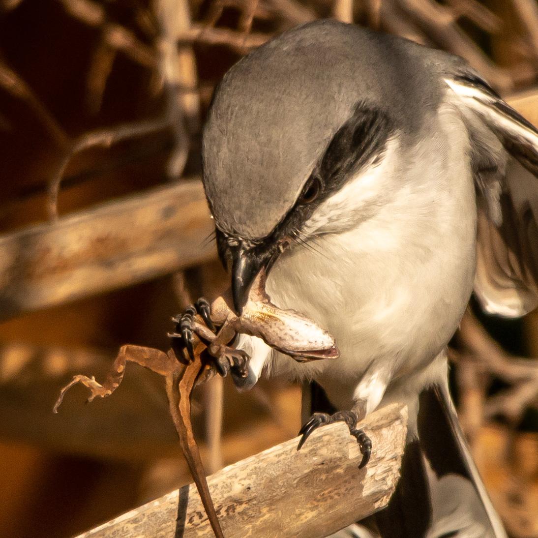 Loggerhead Shrike