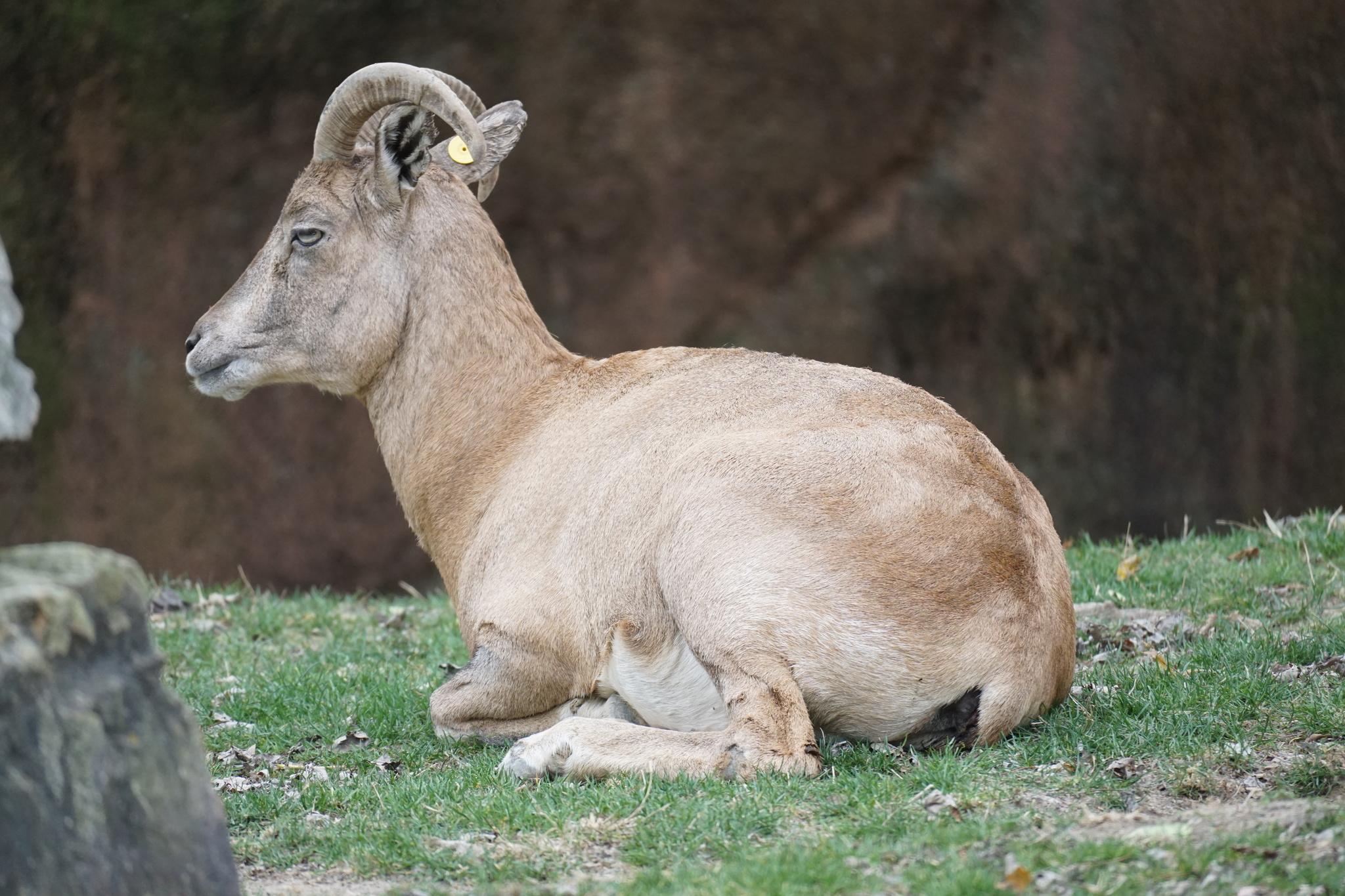 Urial