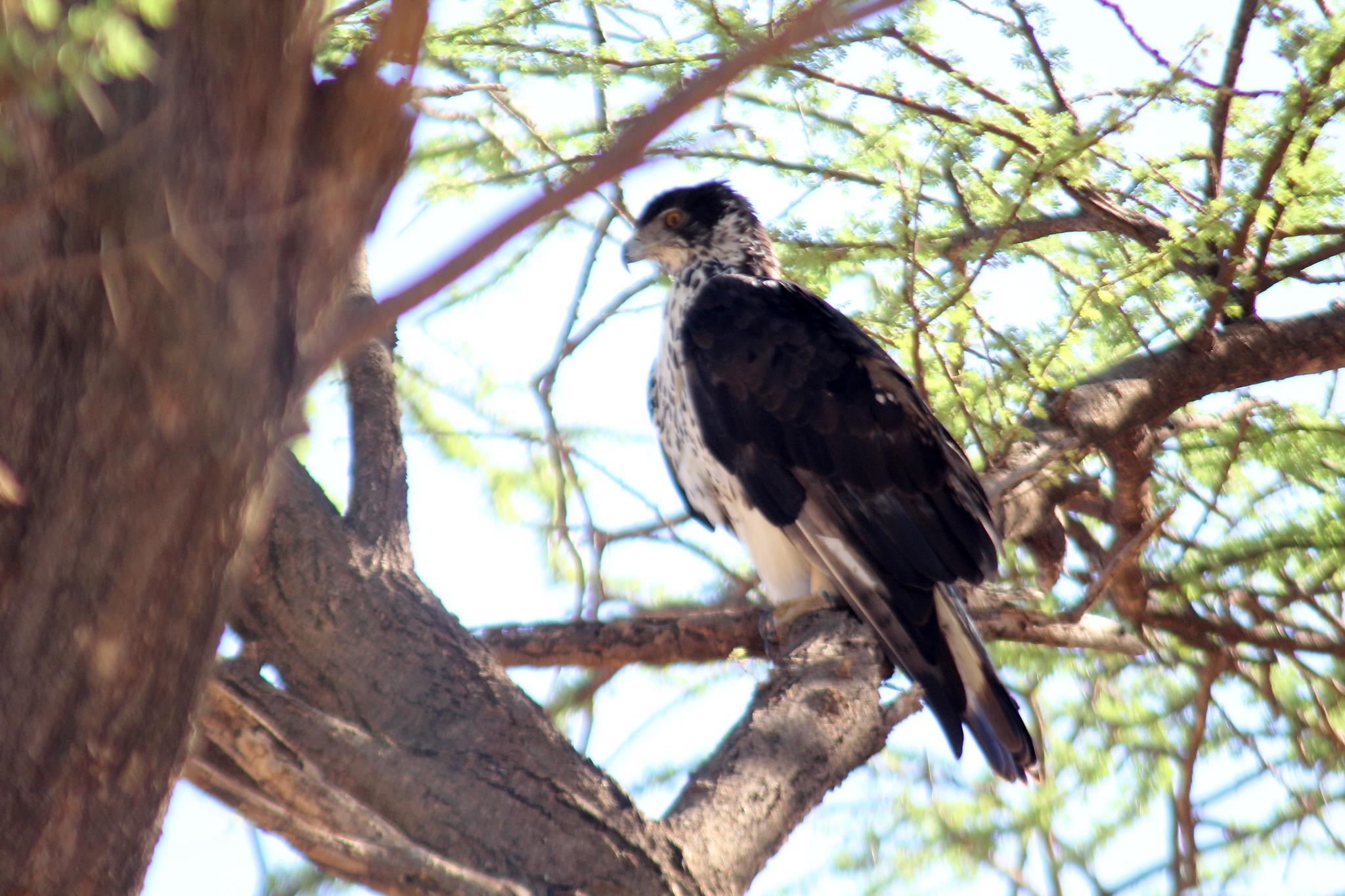Águila azor africana