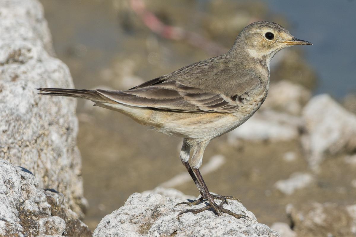 Bisbita Norteamericana