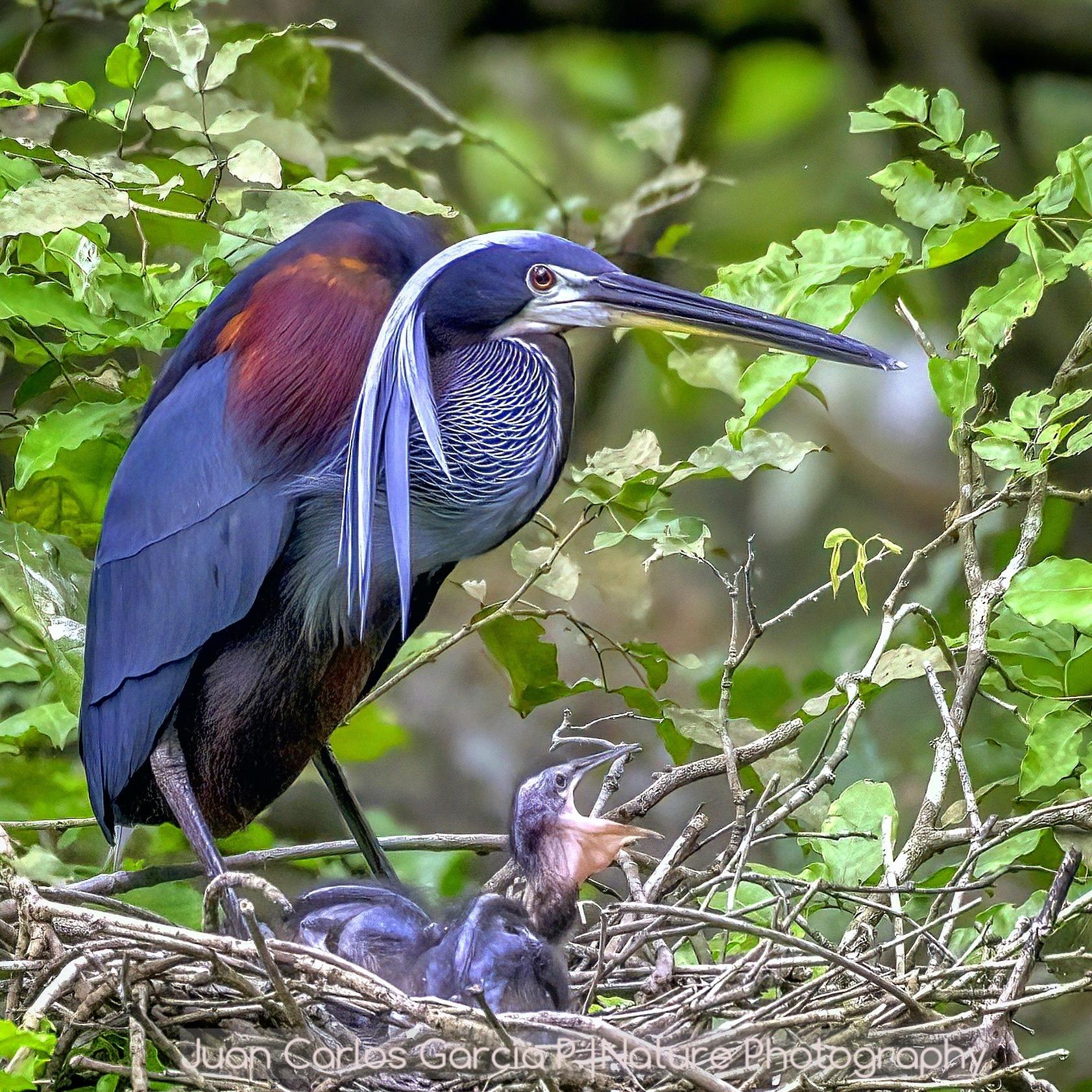 Garzas