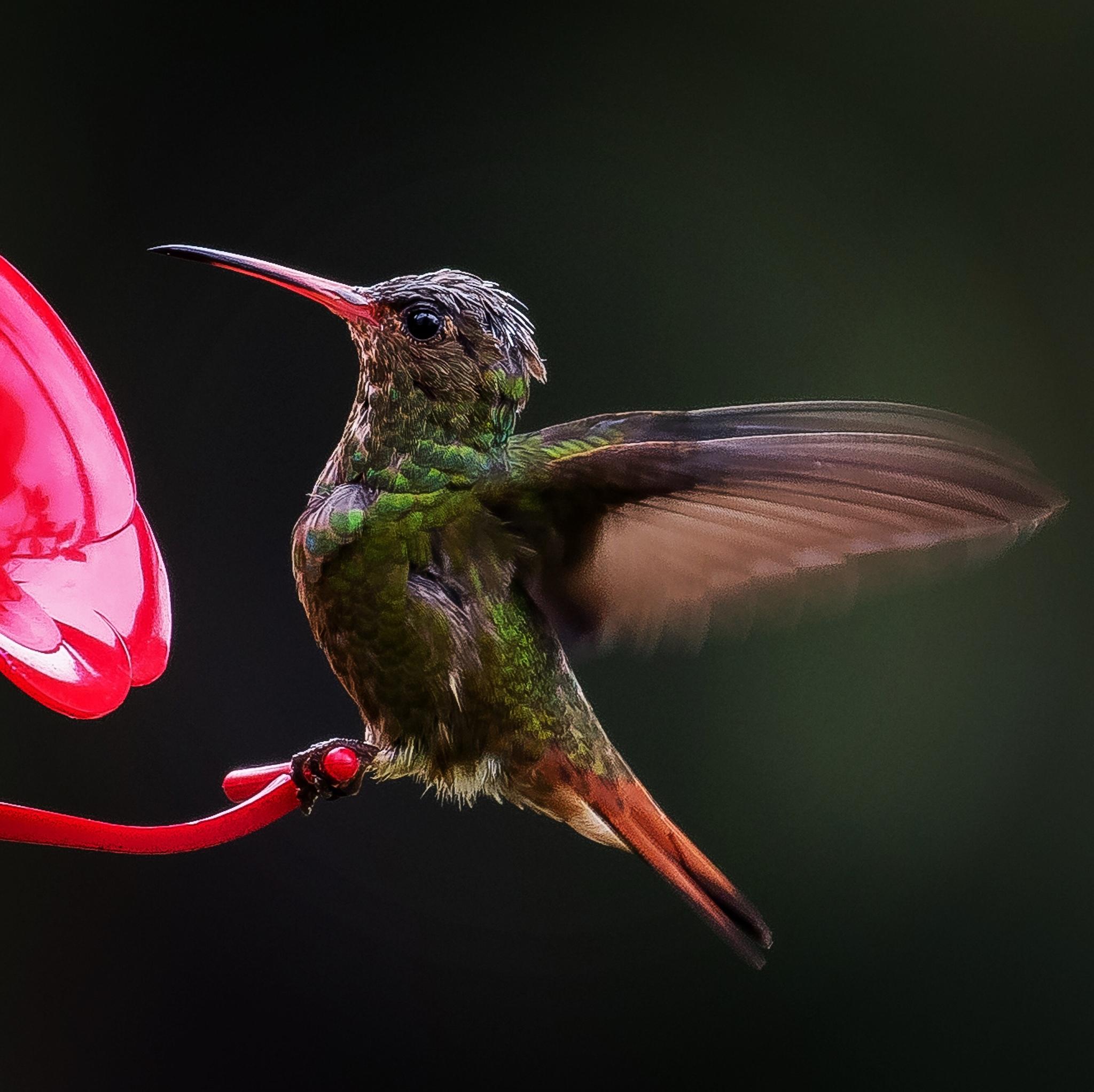 Rufous-tailed Hummingbird