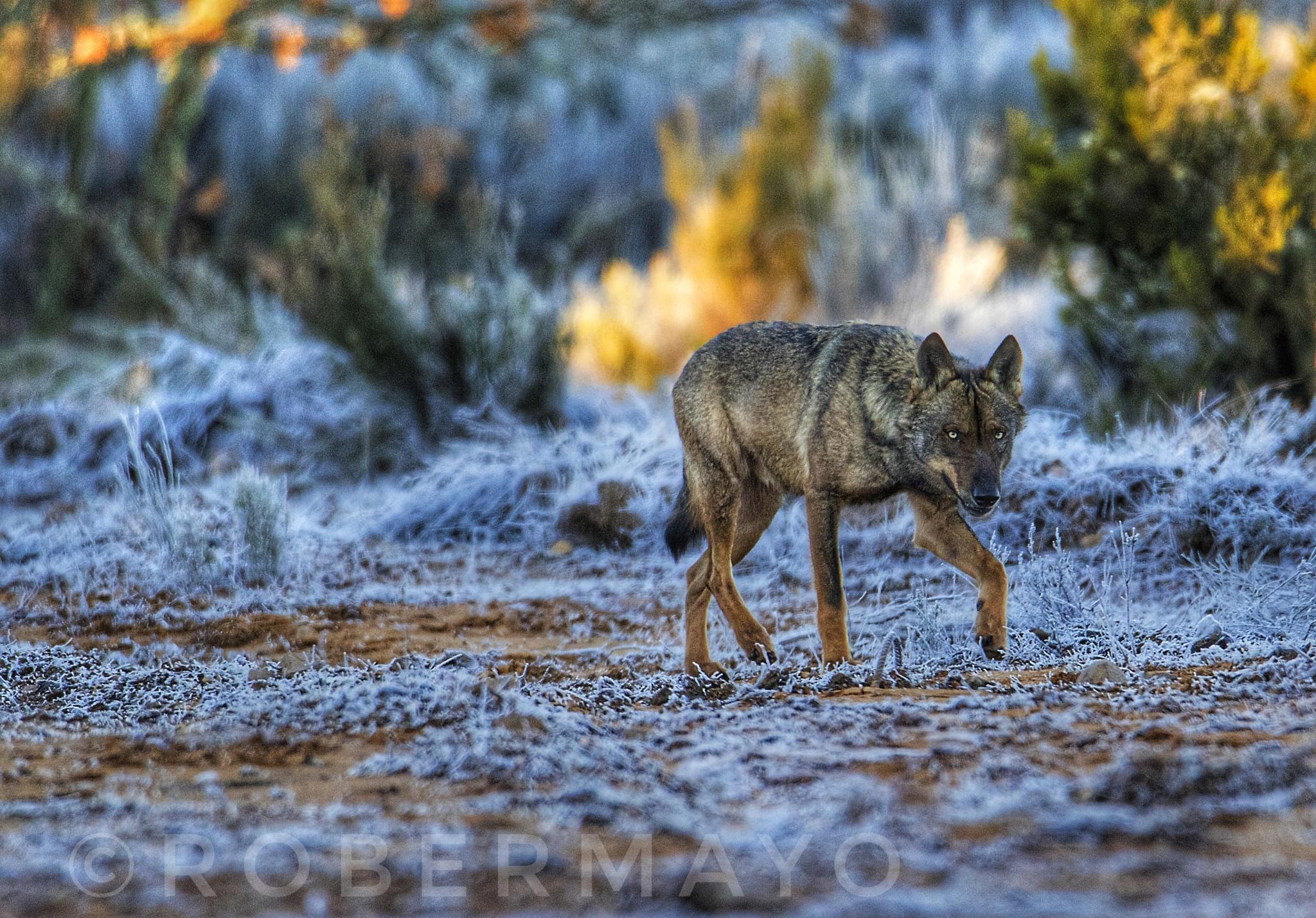 Lobo gris