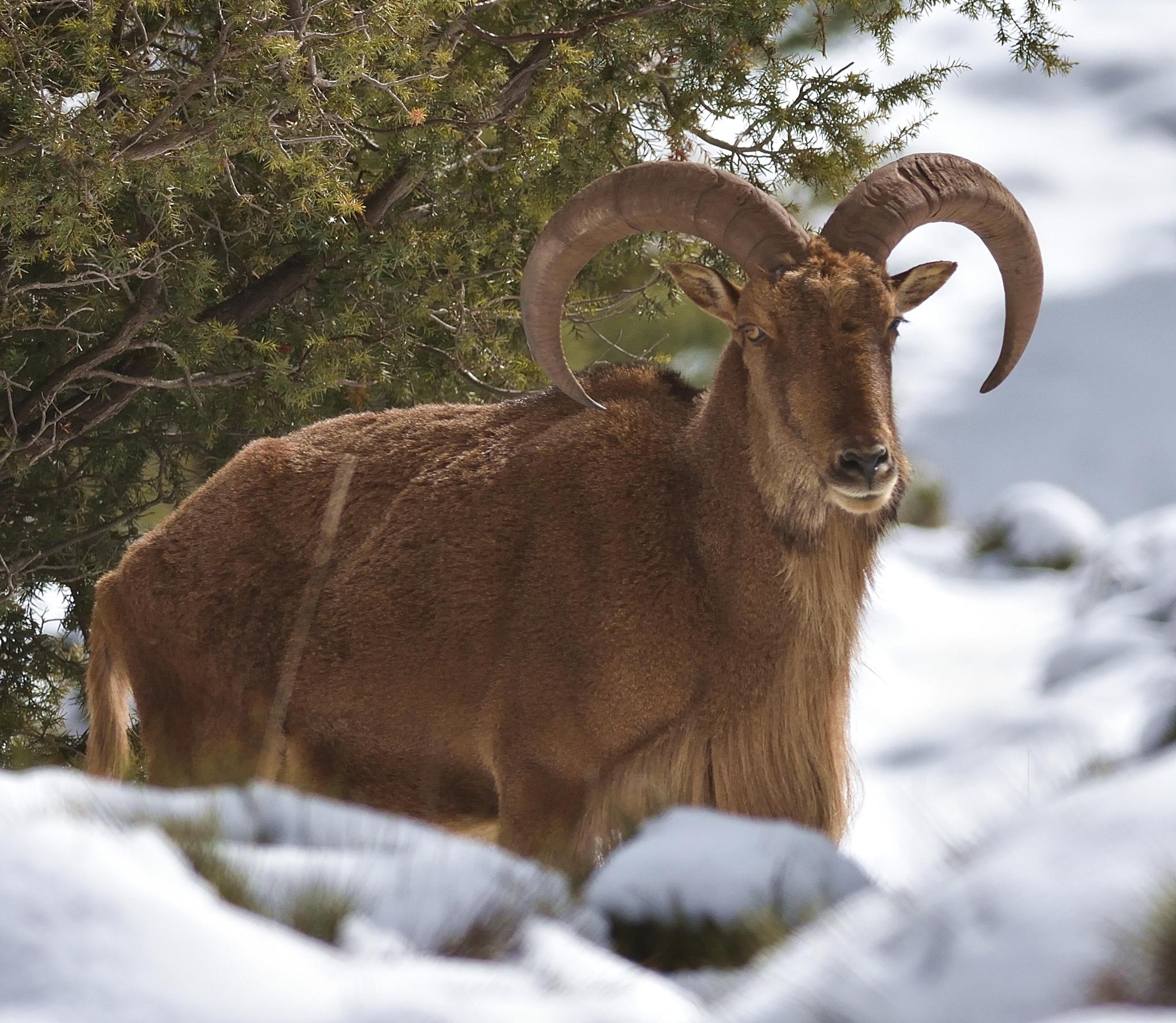 Borregos Aoudad
