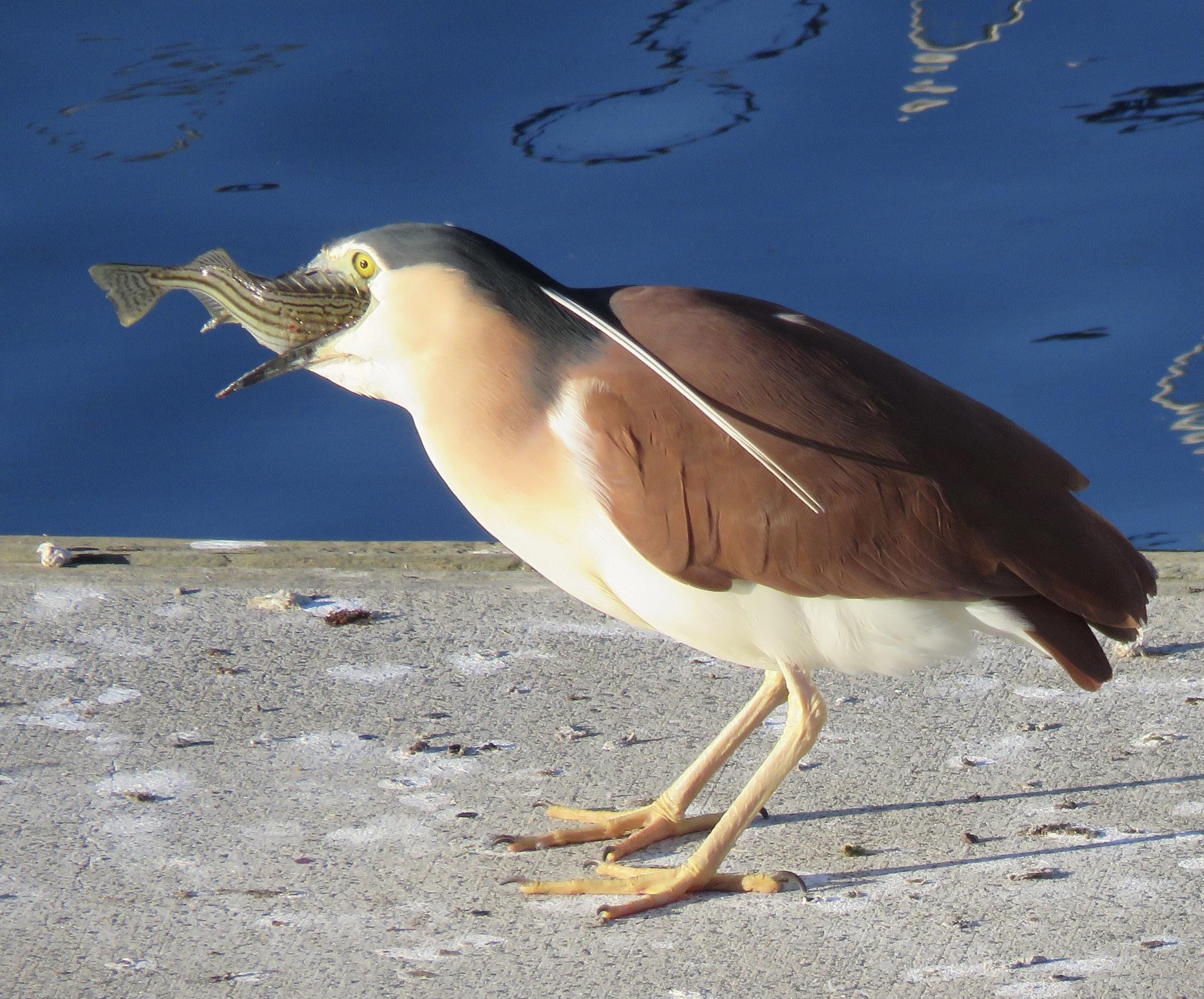 Nankeen Night Heron