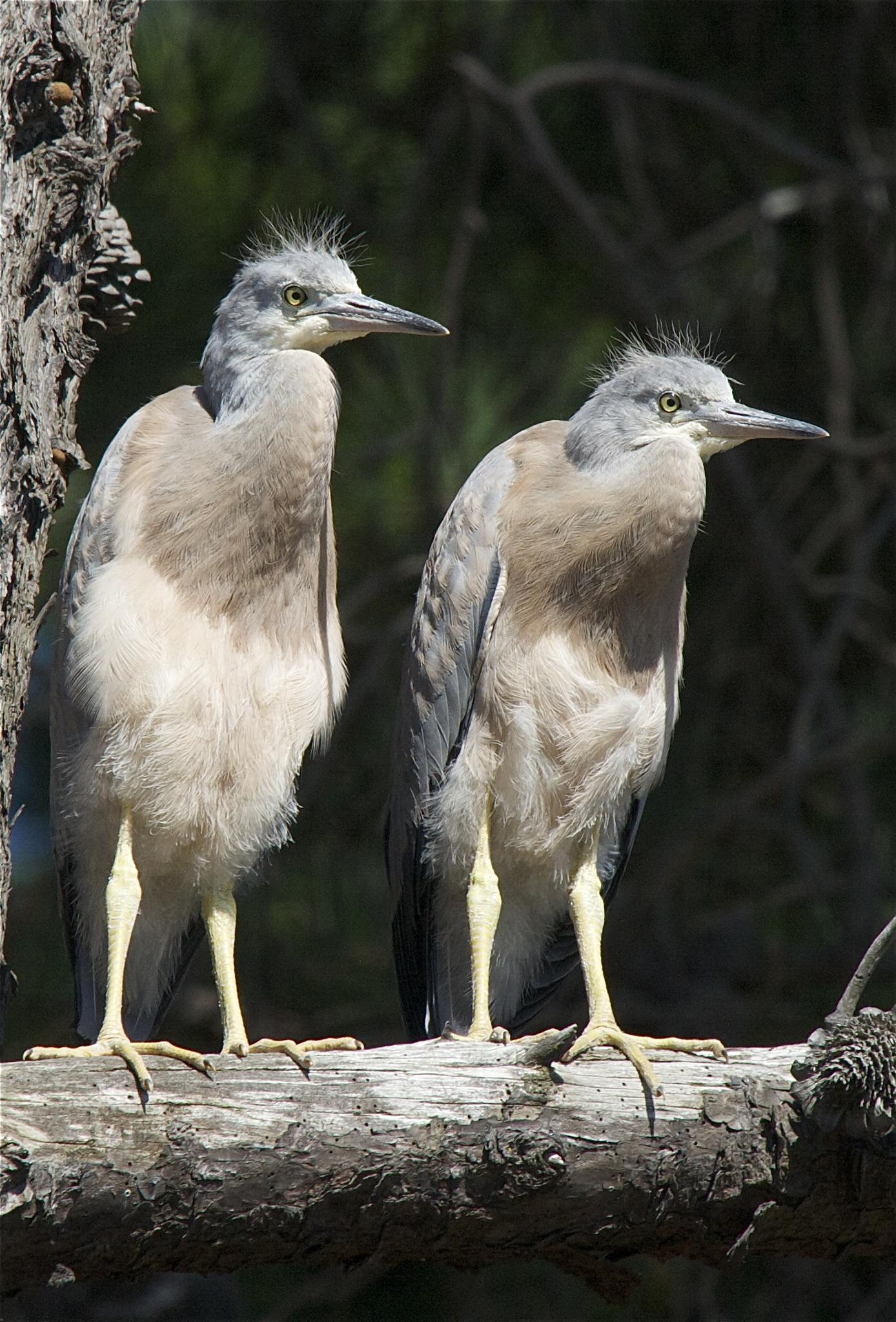 White-faced Heron