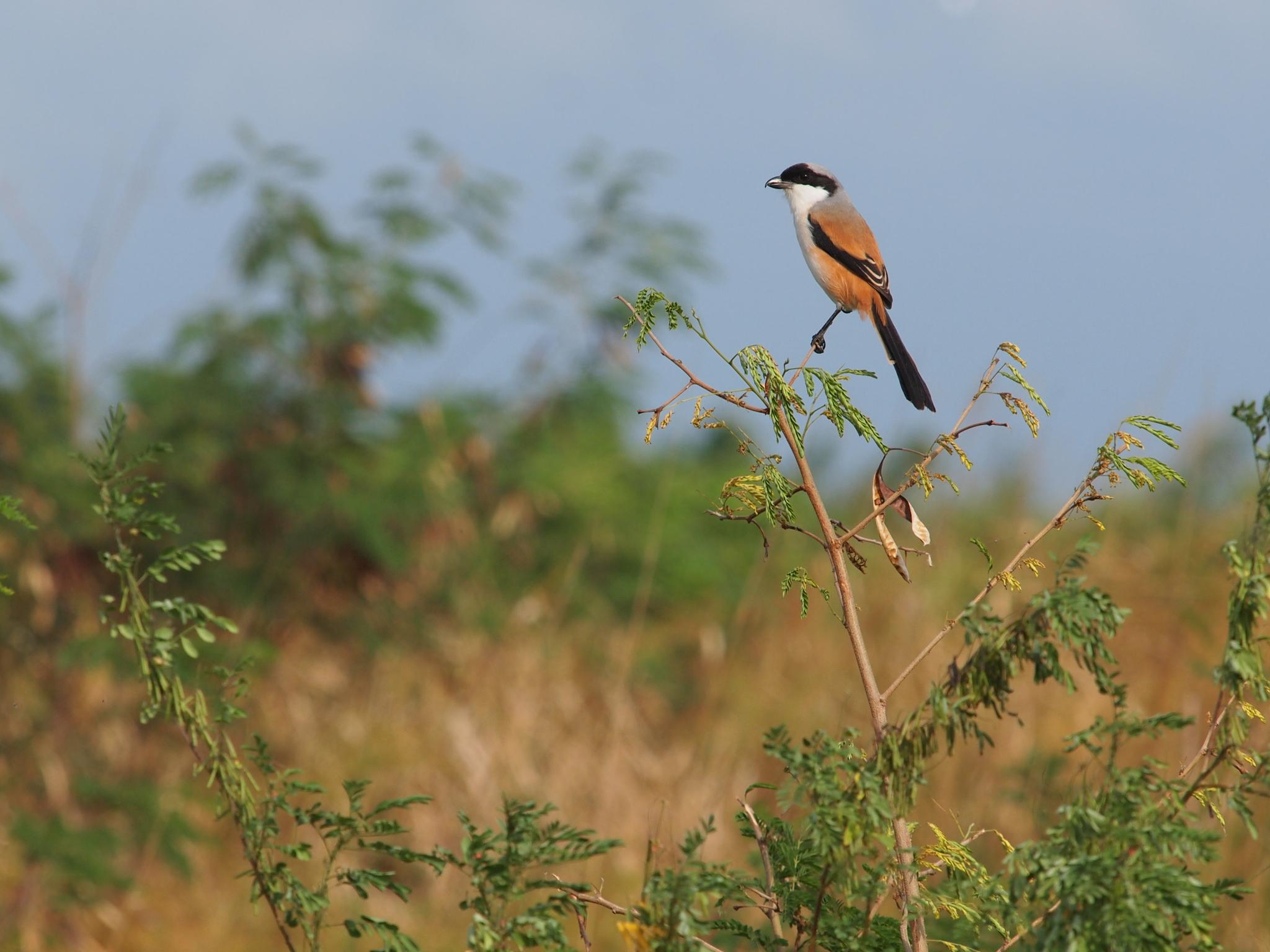 Long-tailed Shrike