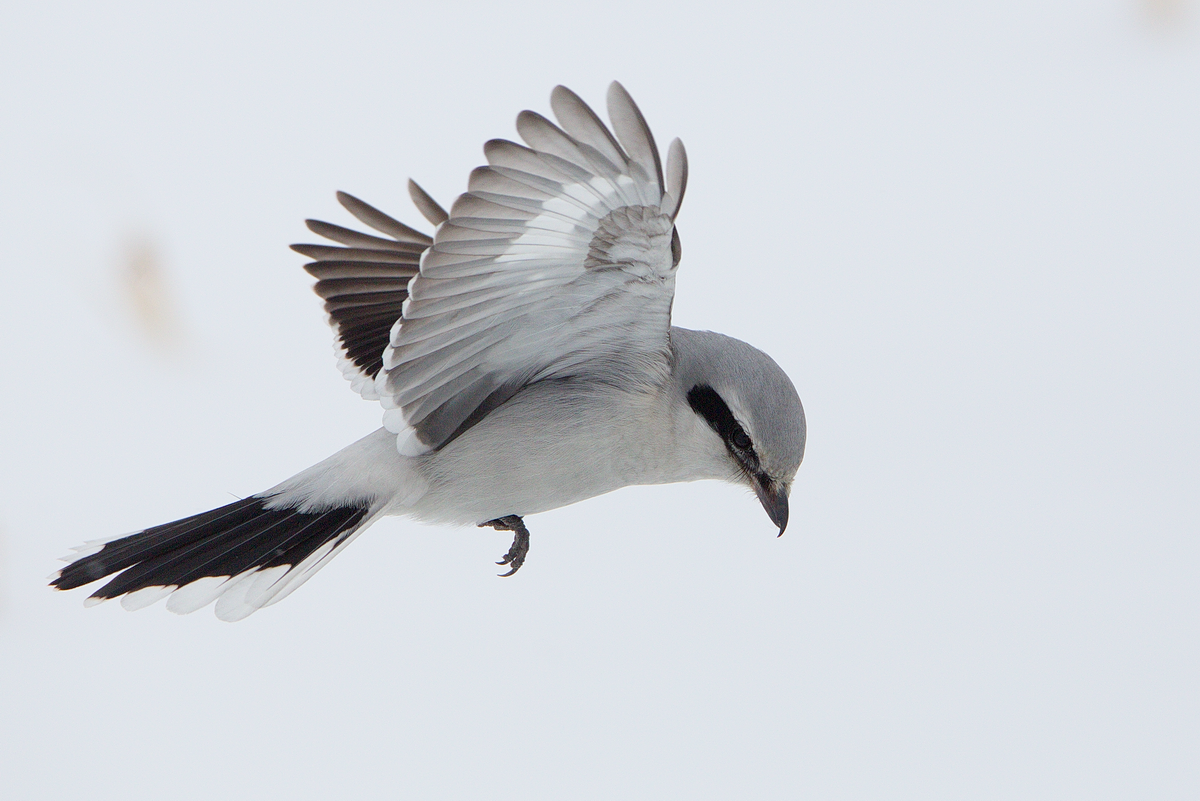Northern Shrike