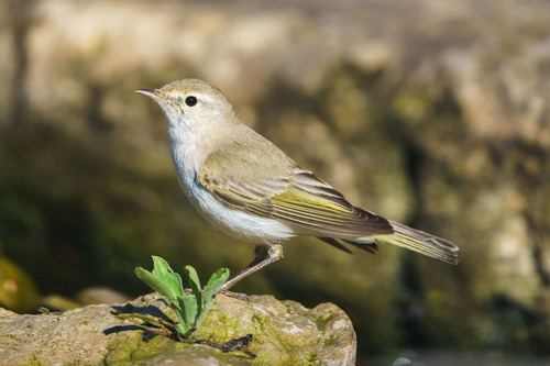 Mosquitero Papialbo