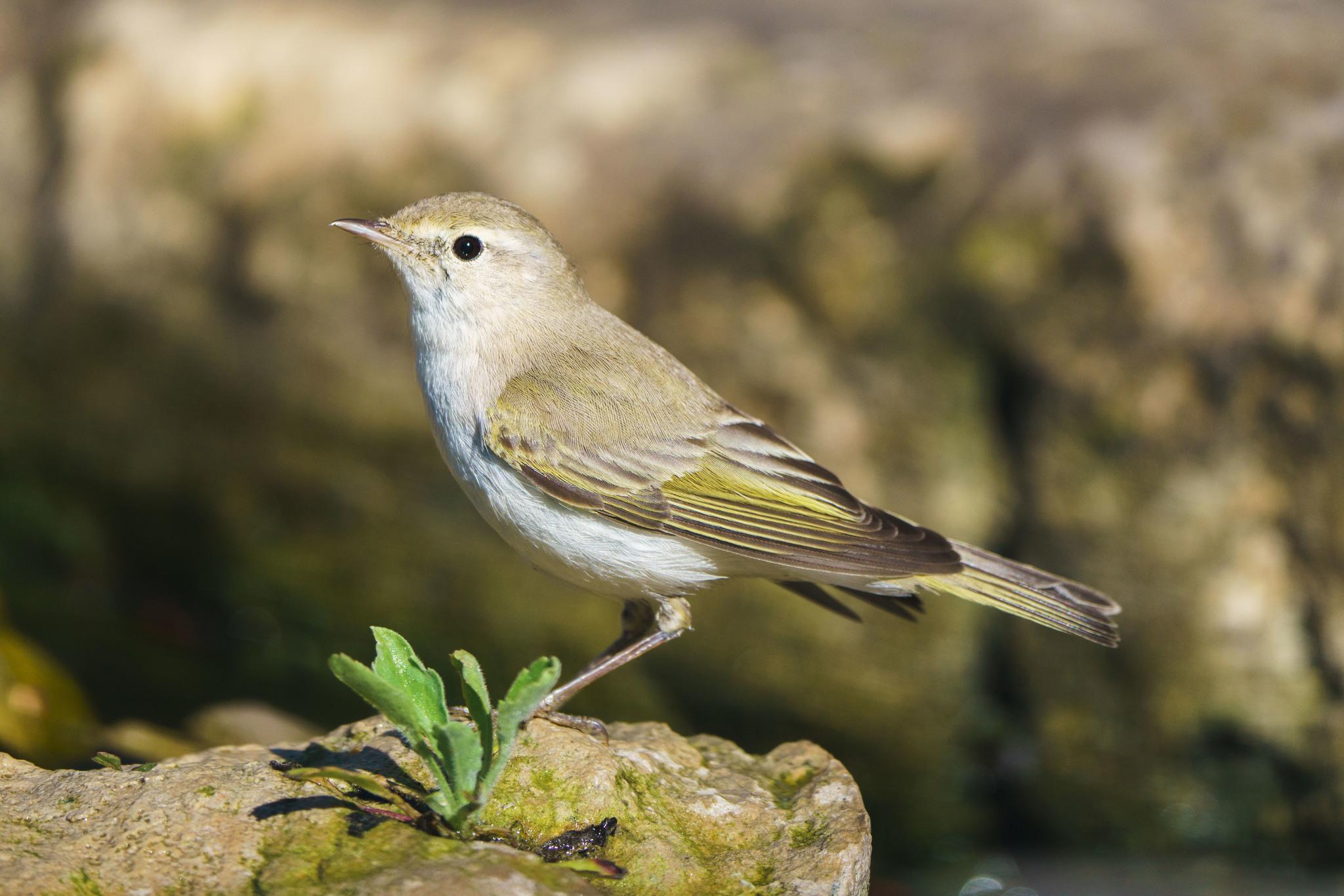 Mosquitero Papialbo