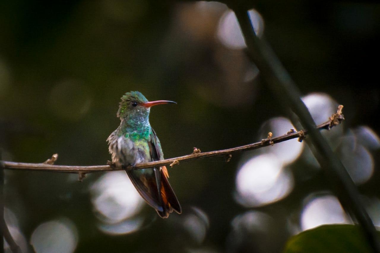 Rufous-tailed Hummingbird