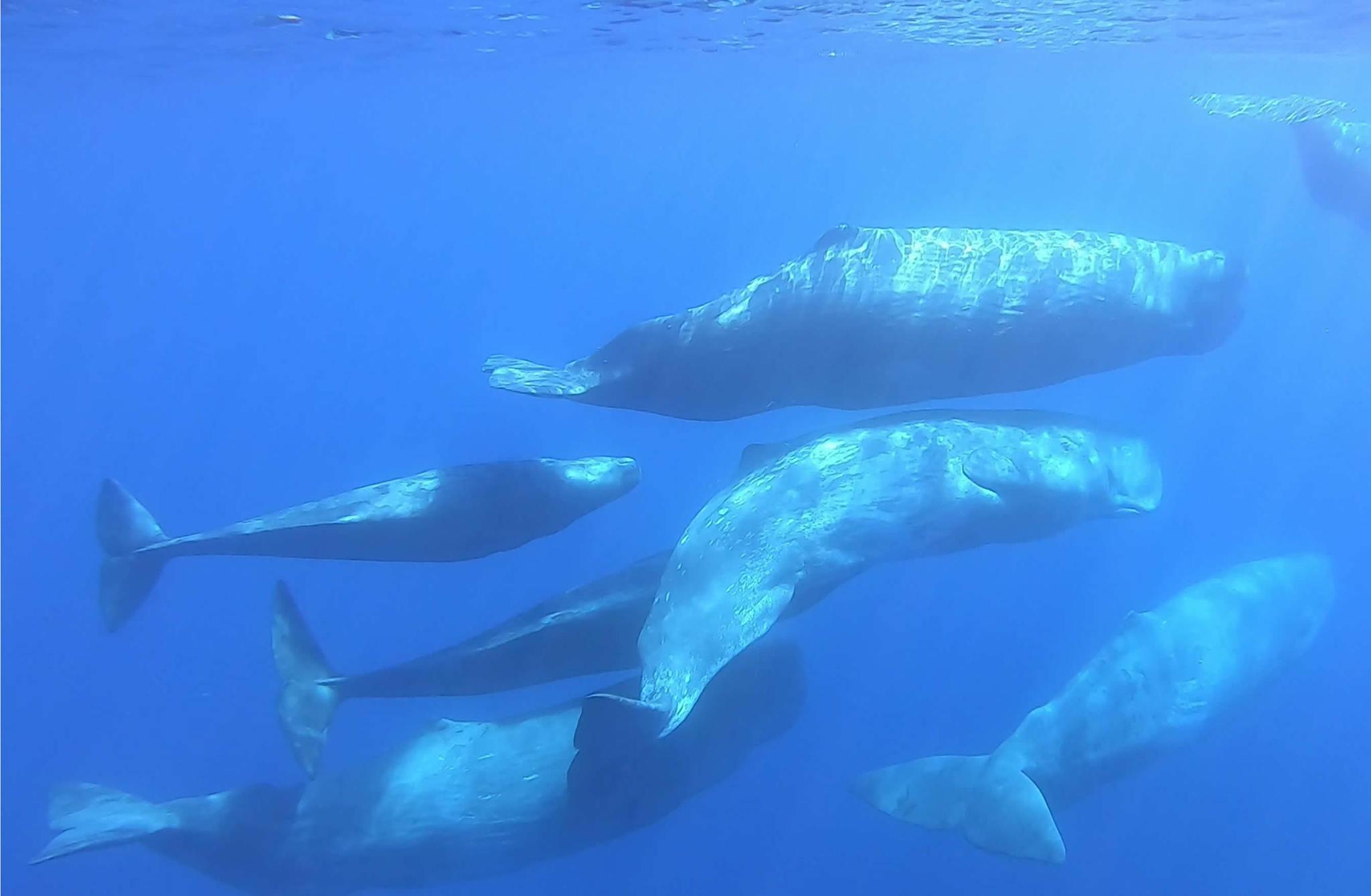Ballena de esperma