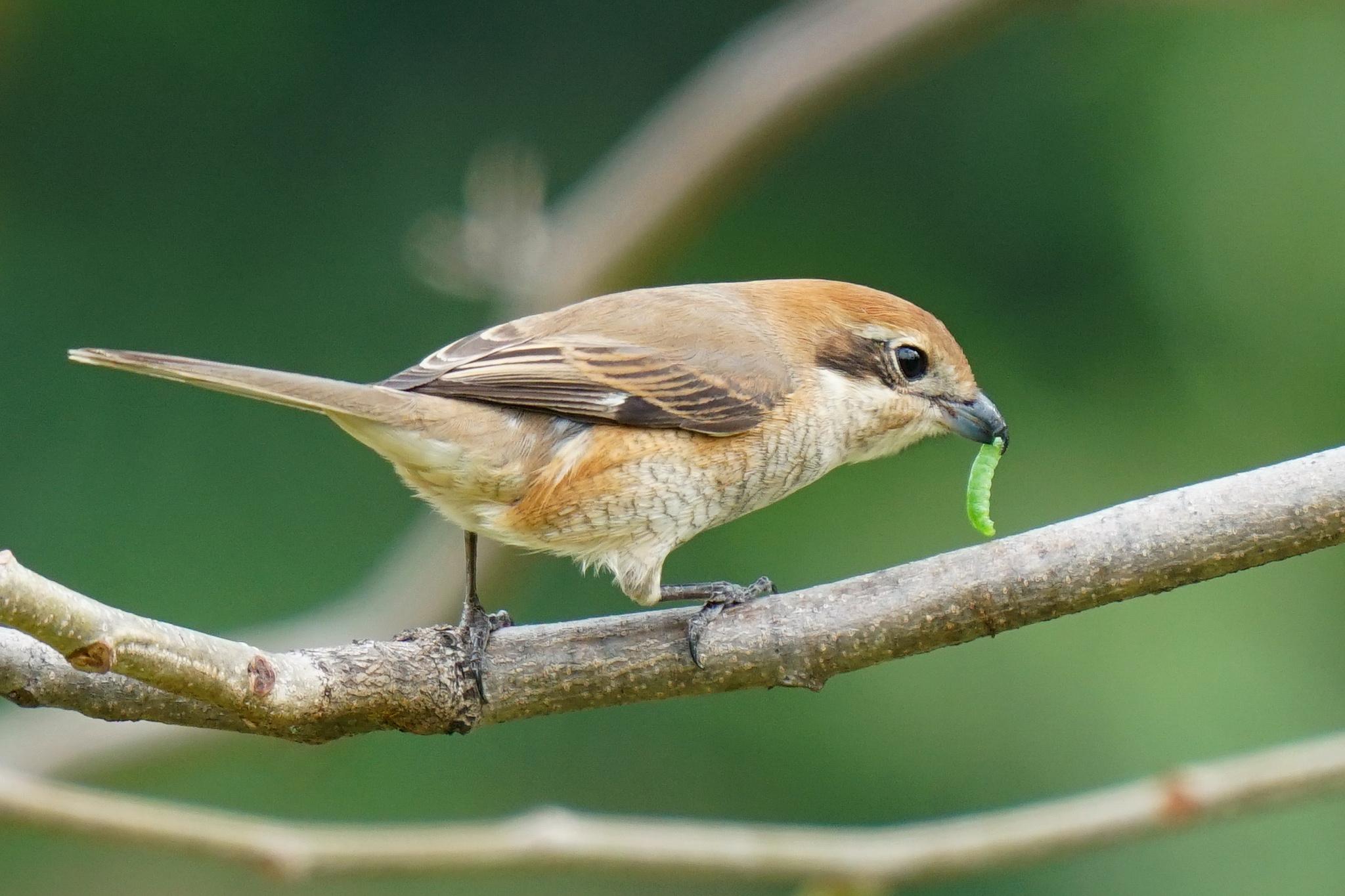 Bull-headed Shrike