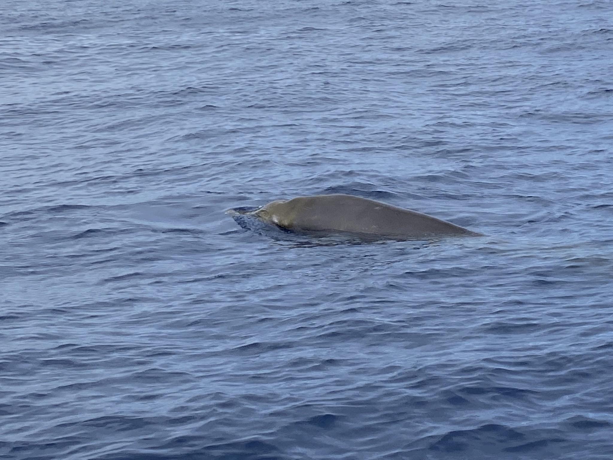Ballena-picuda de Blainsville