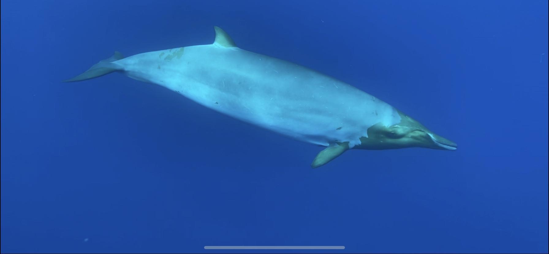 Ballena-picuda de Blainsville