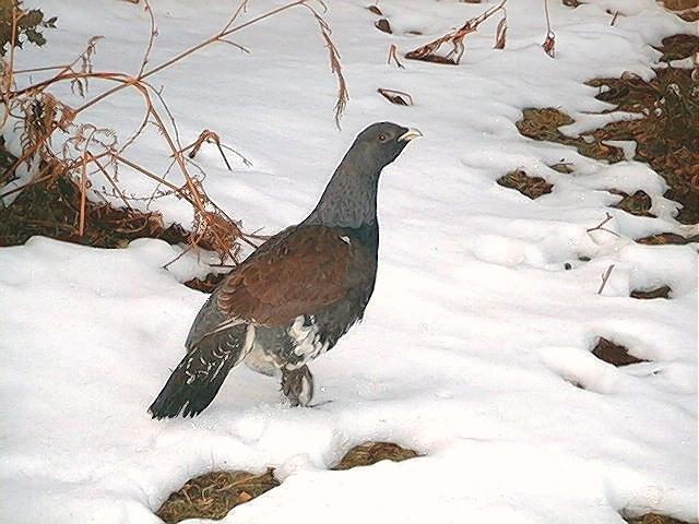 Urogallo cantábrico