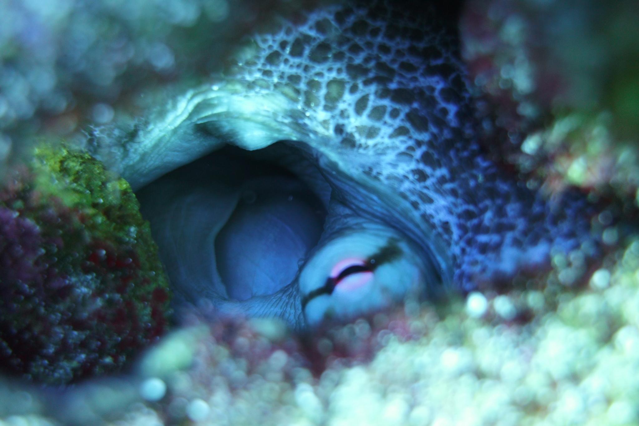 Brazilian Reef Octopus