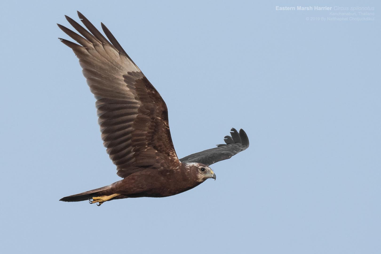 Aguilucho lagunero oriental