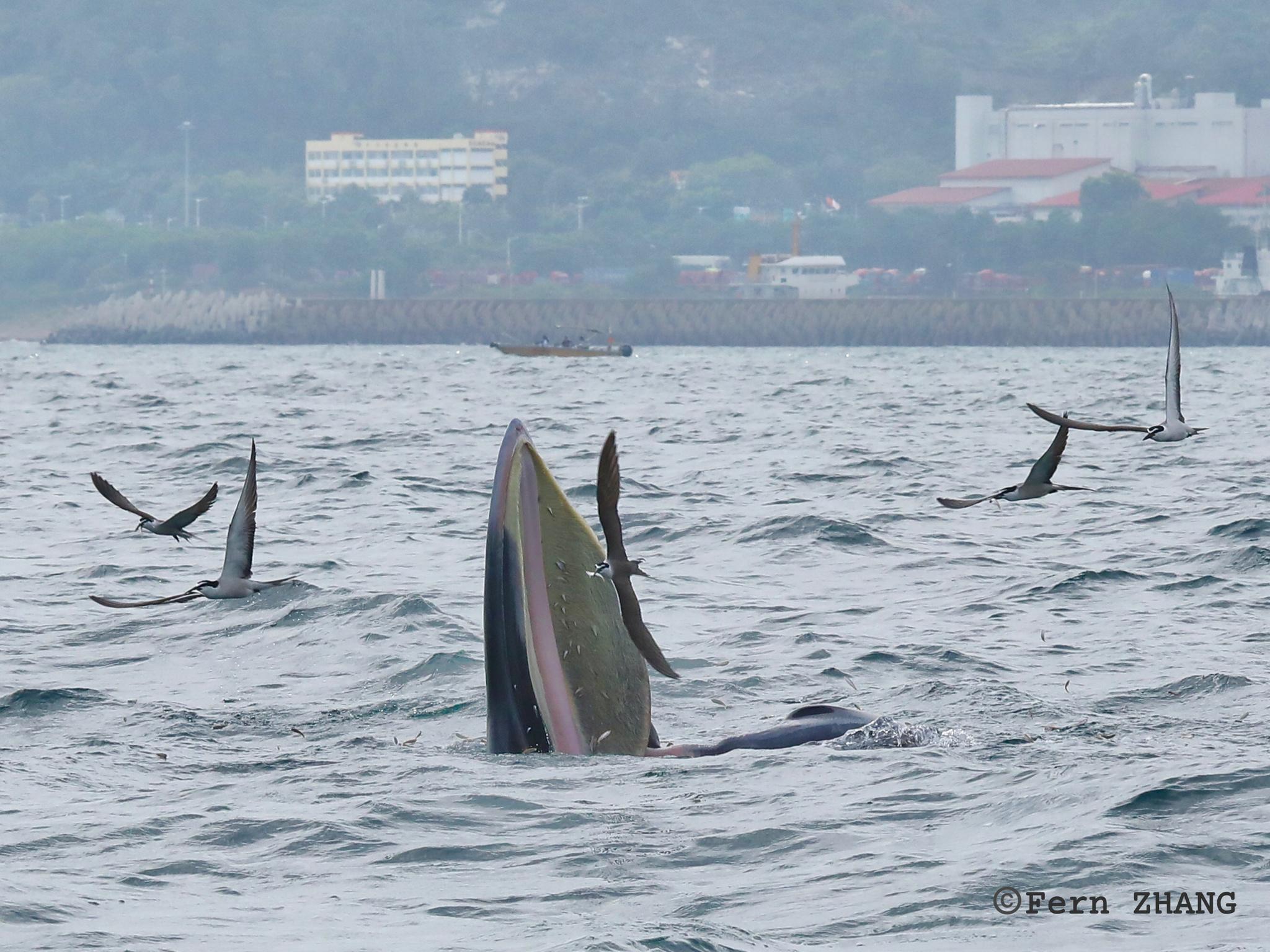 Ballena tropical