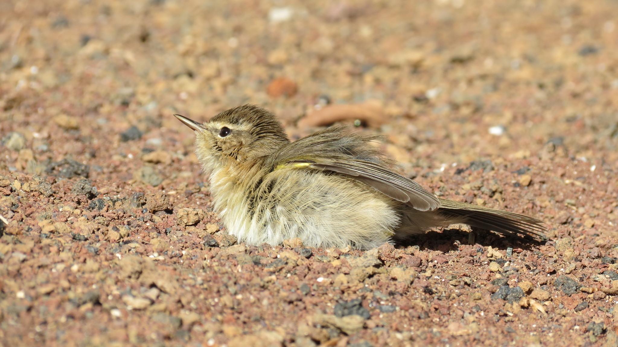 Mosquitero Canario